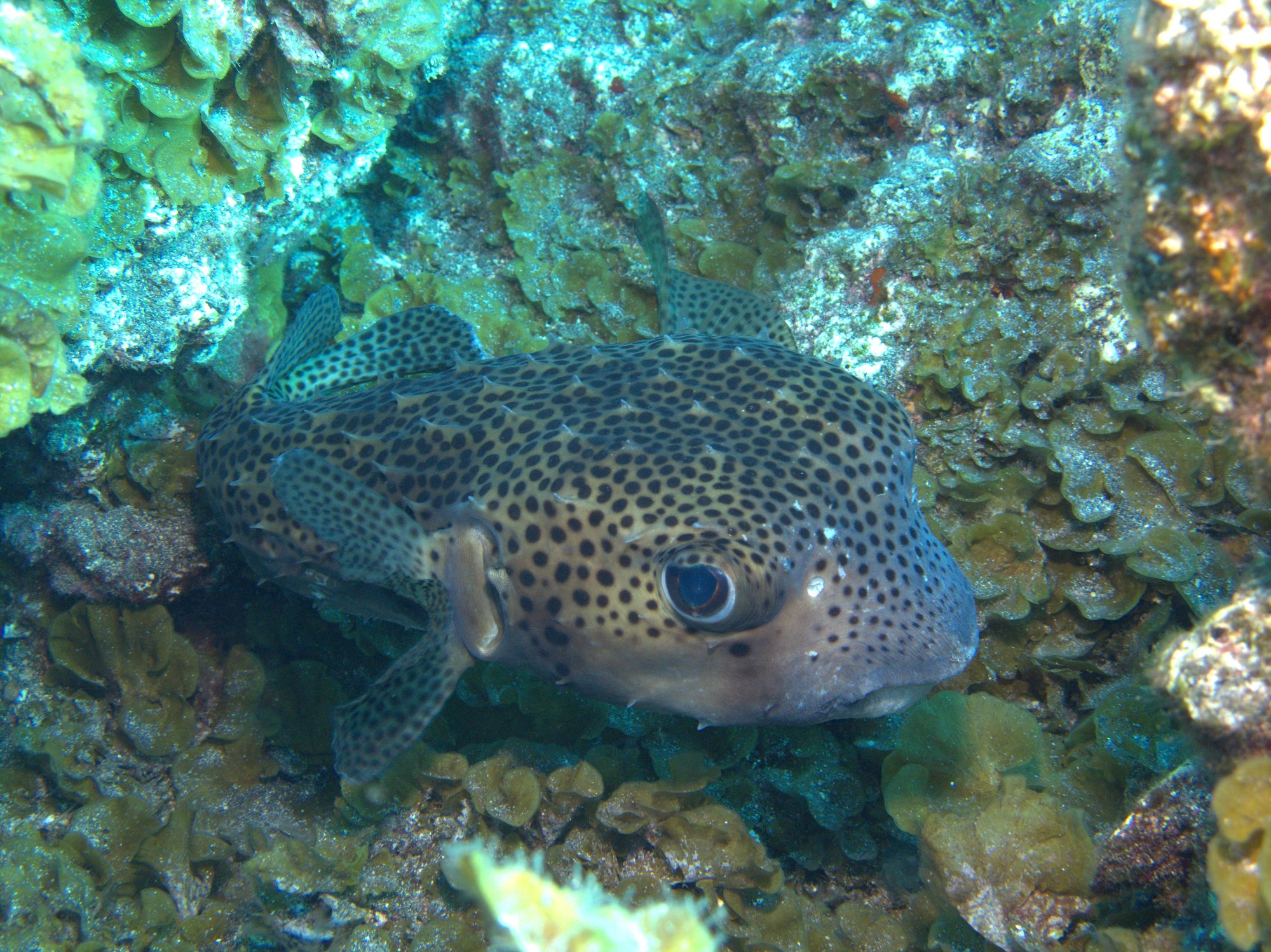 Spotted Burrfish, Tamboril Espinoso