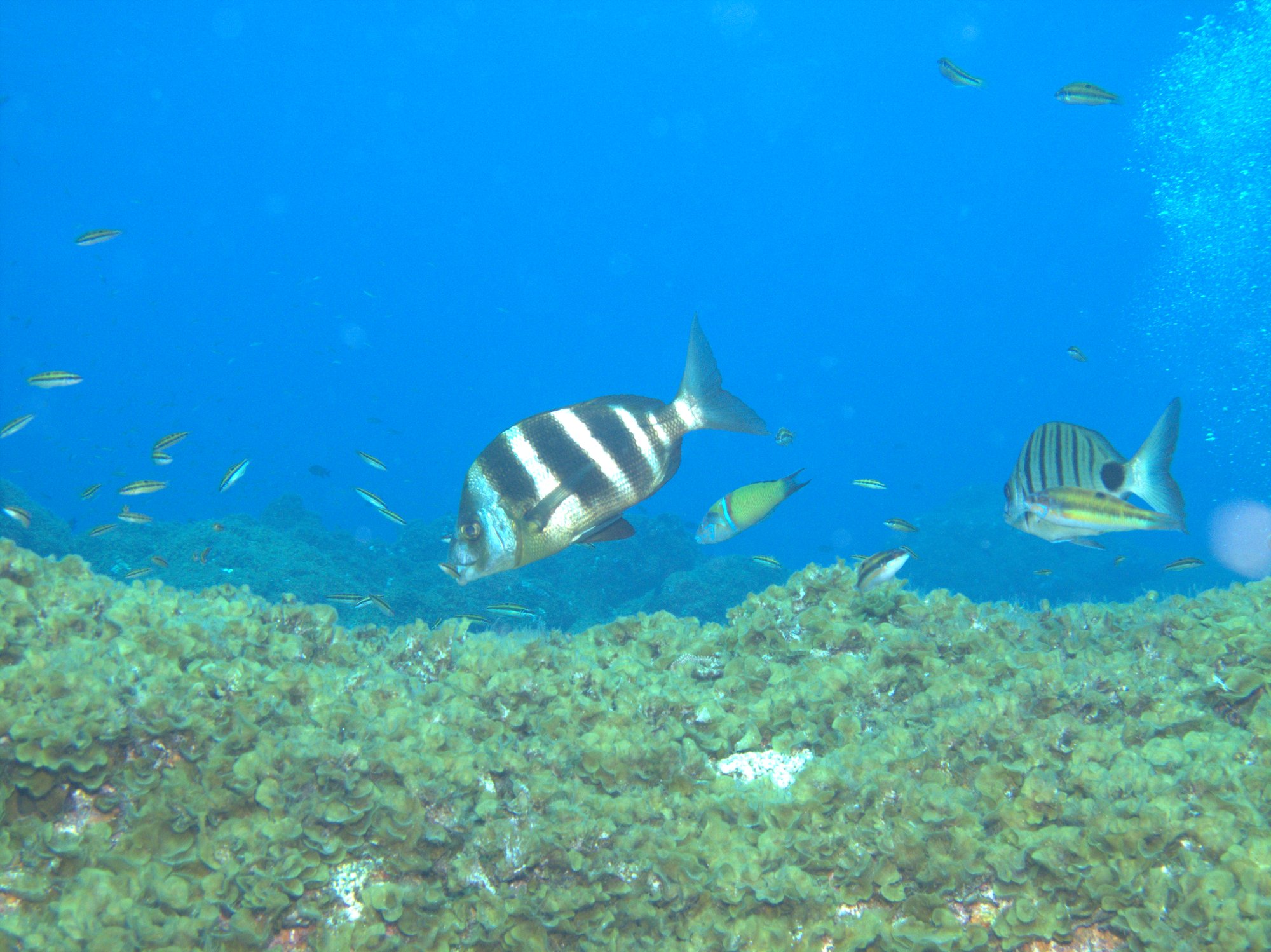 Sargo Breado, Zebra Seabream
