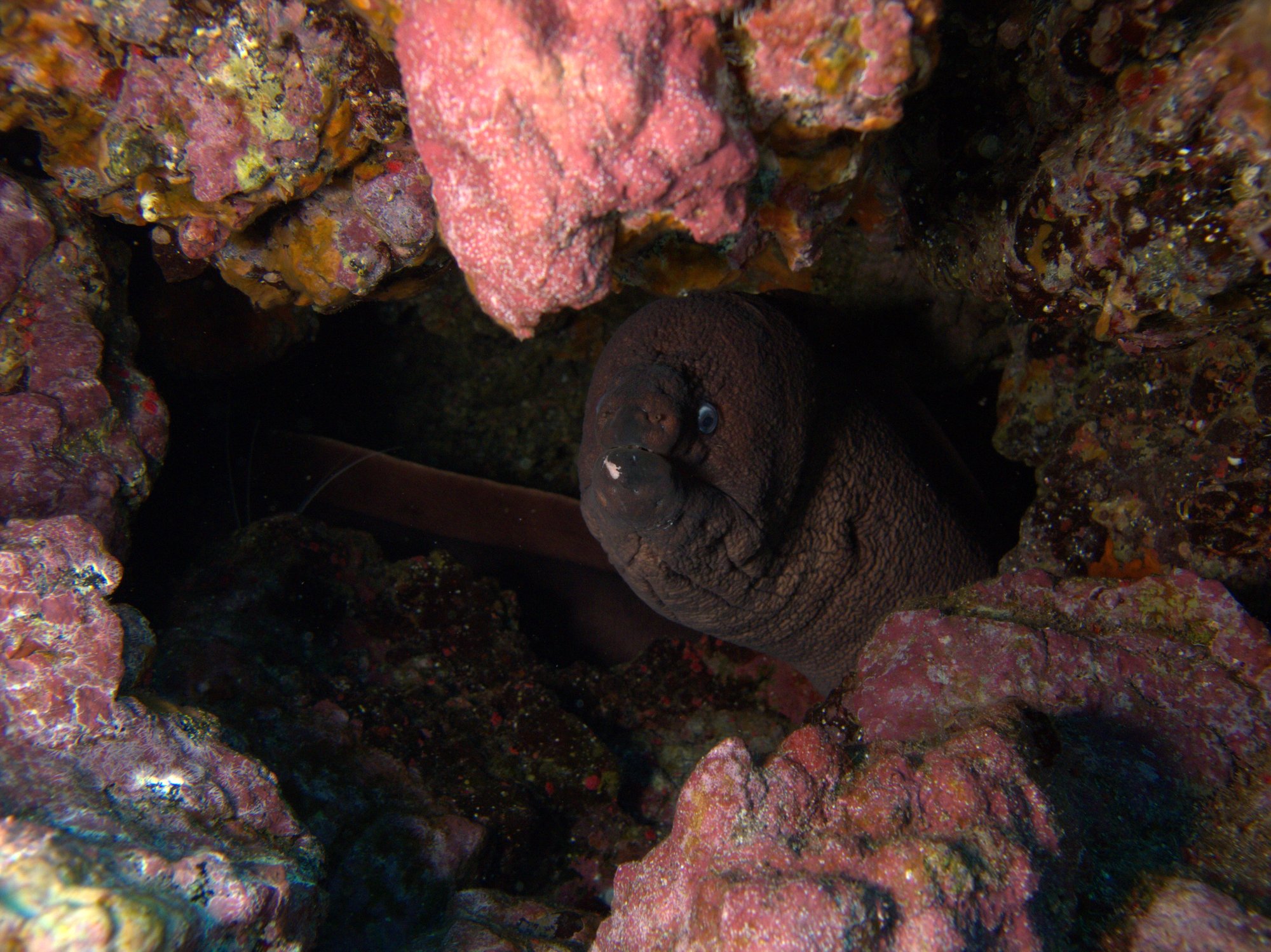 Brown Moray, Morena