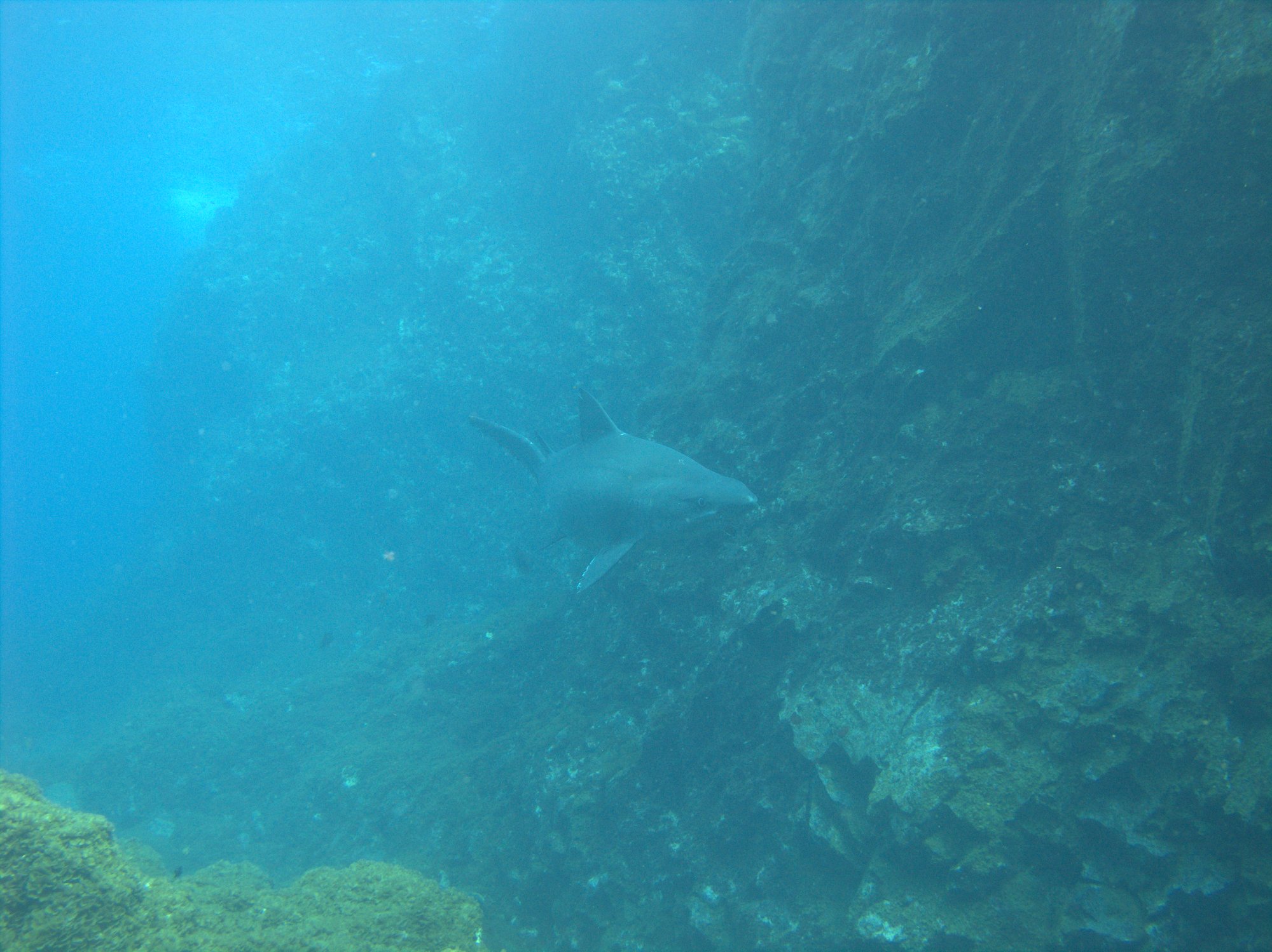 Odontaspis Ferox, Sand Tiger Shark