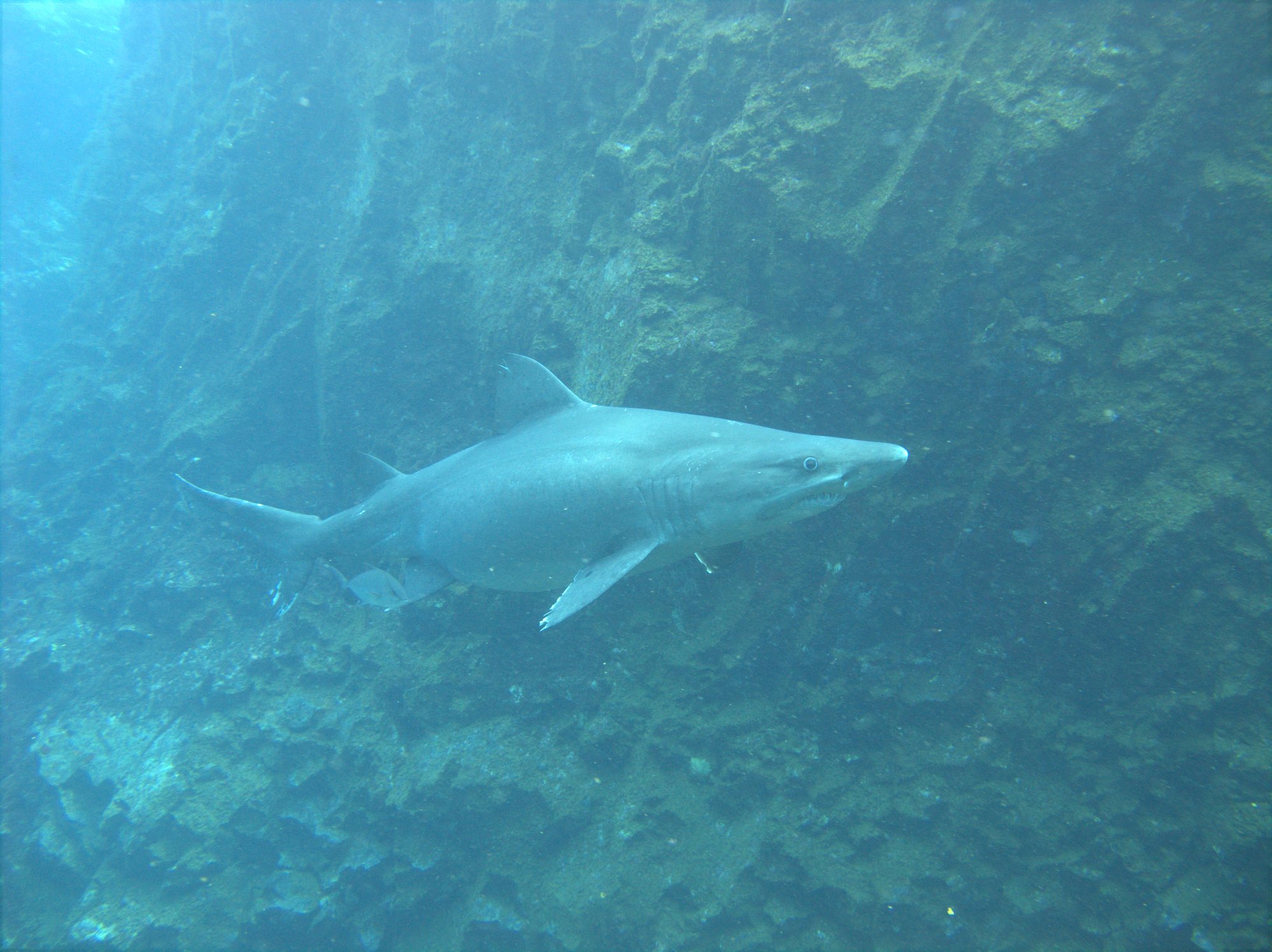 Odontaspis Ferox, Sand Tiger Shark