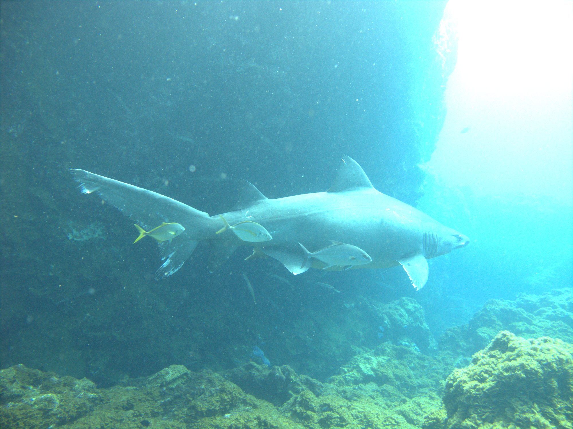 Odontaspis Ferox, Sand Tiger Shark