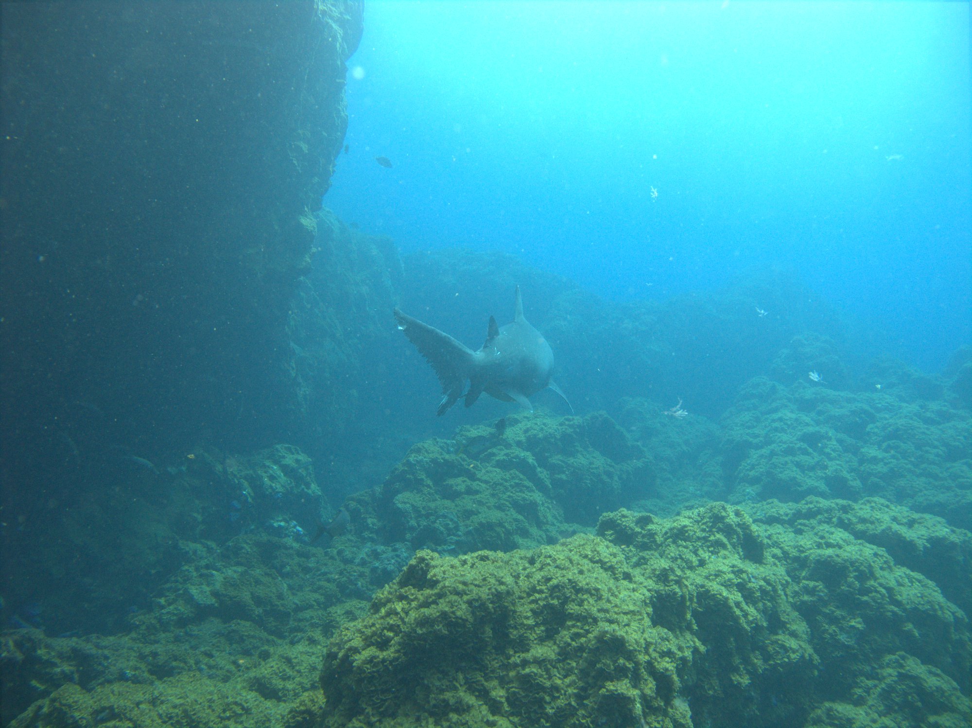 Odontaspis Ferox, Sand Tiger Shark