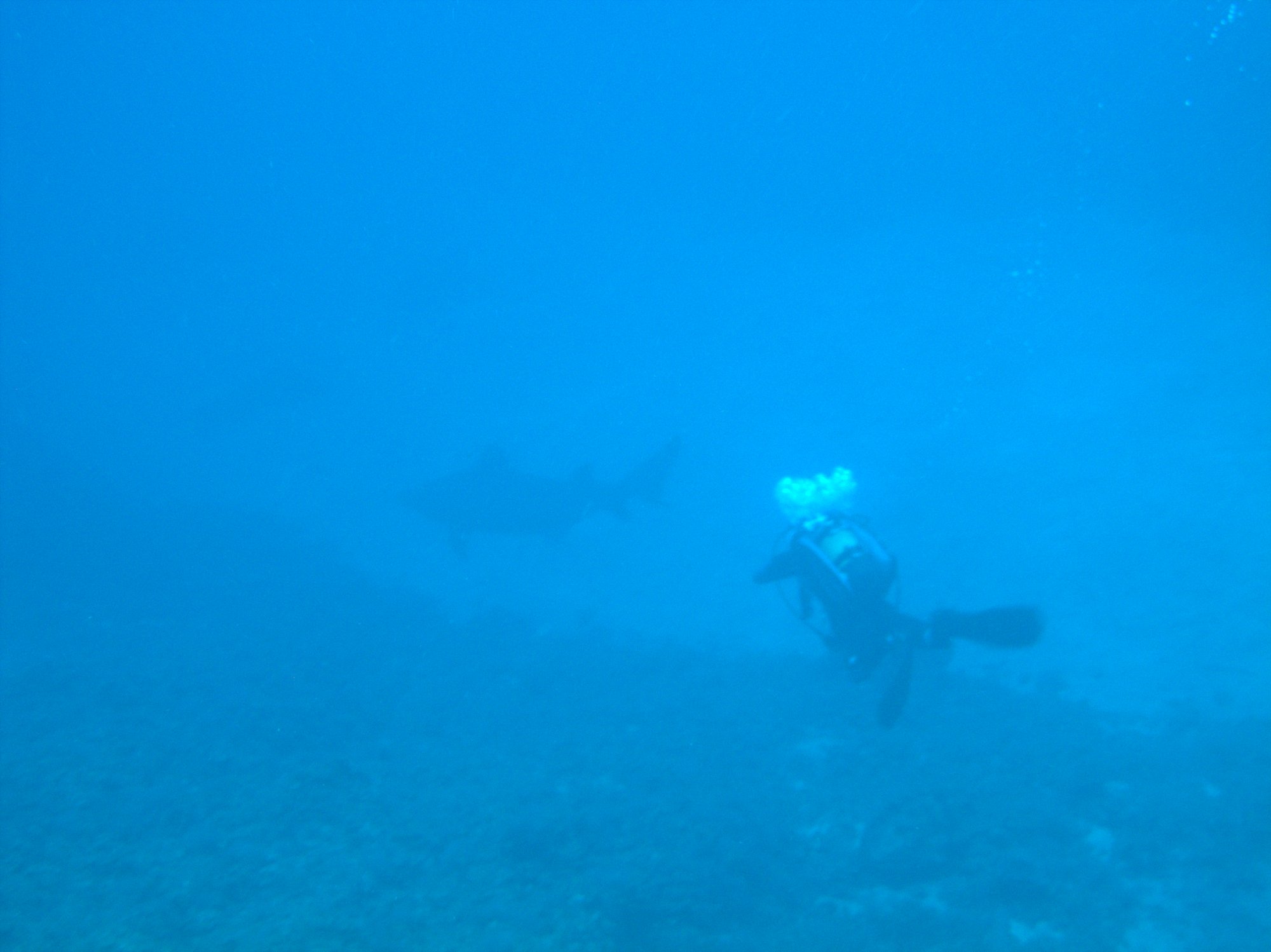 Odontaspis Ferox, Sand Tiger Shark