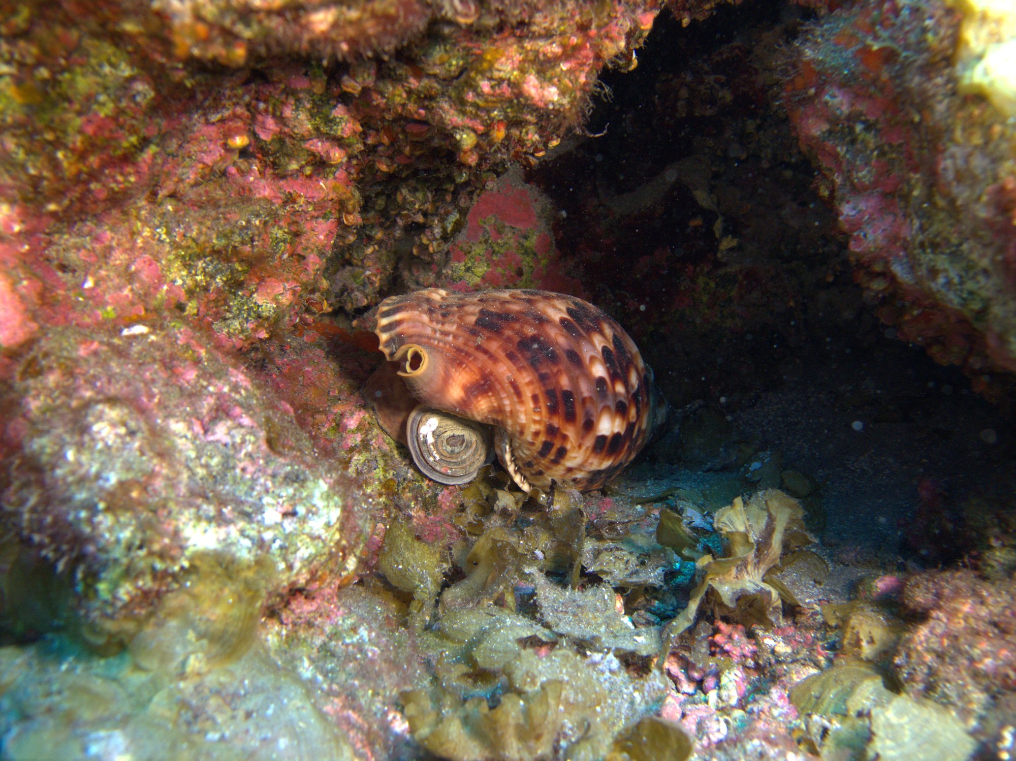 Busio, Knobbed Triton