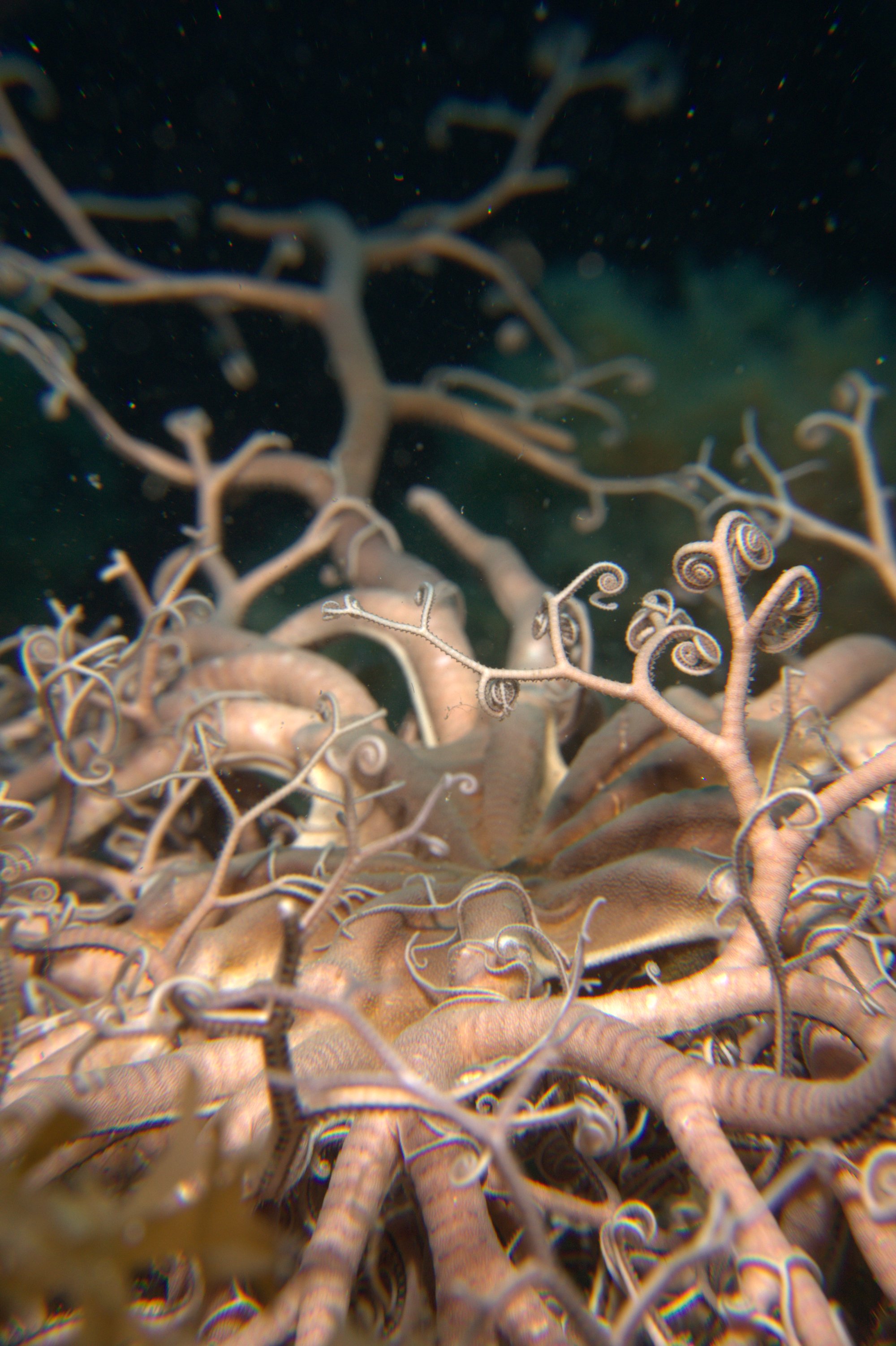 Astrospartus Mediterraneus