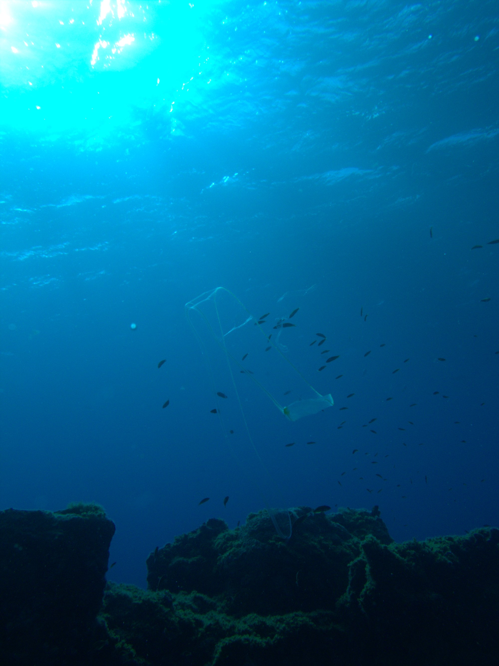 Cestus Veneris, Ctenóforo