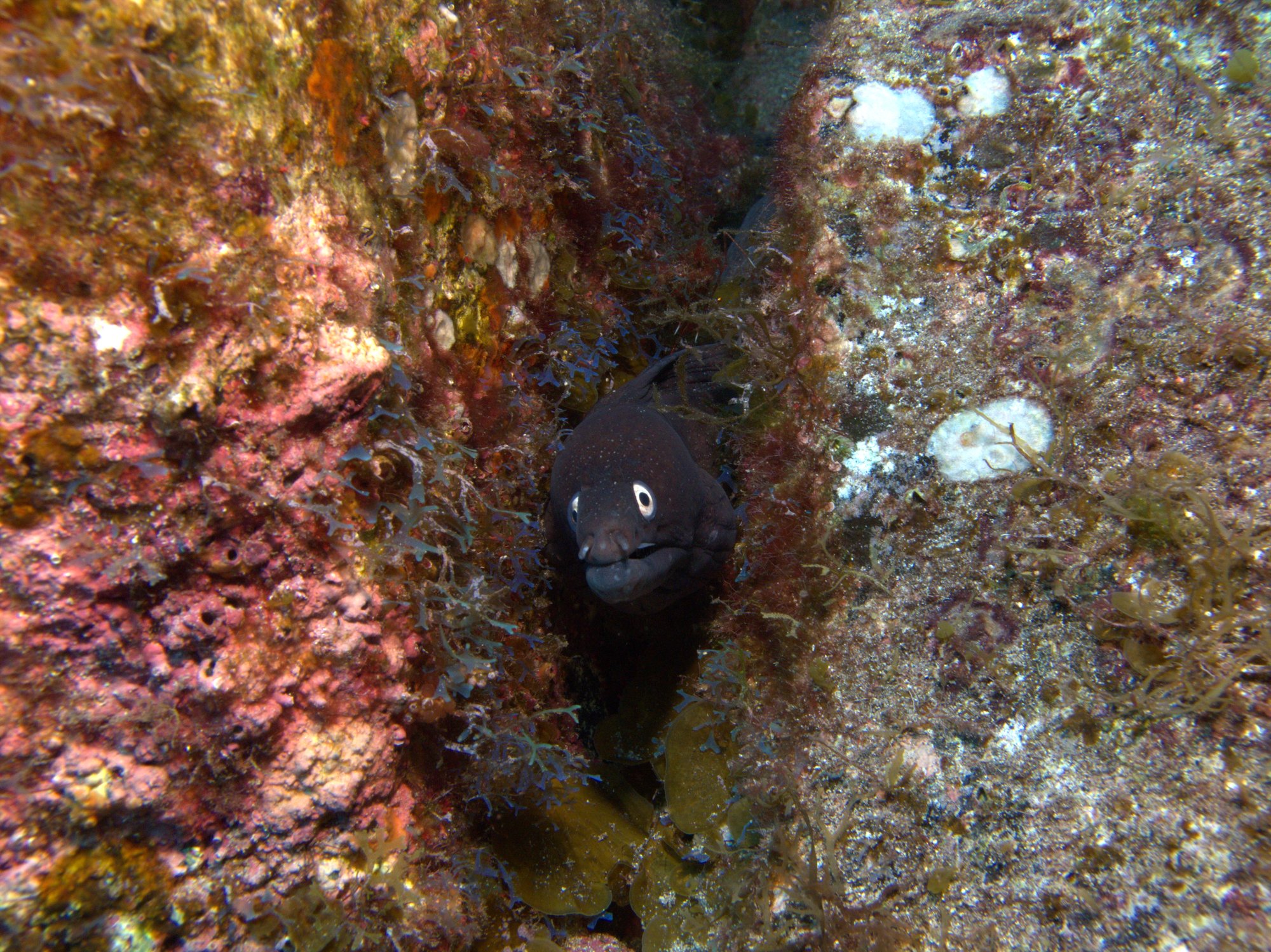 Black Moray, Morena