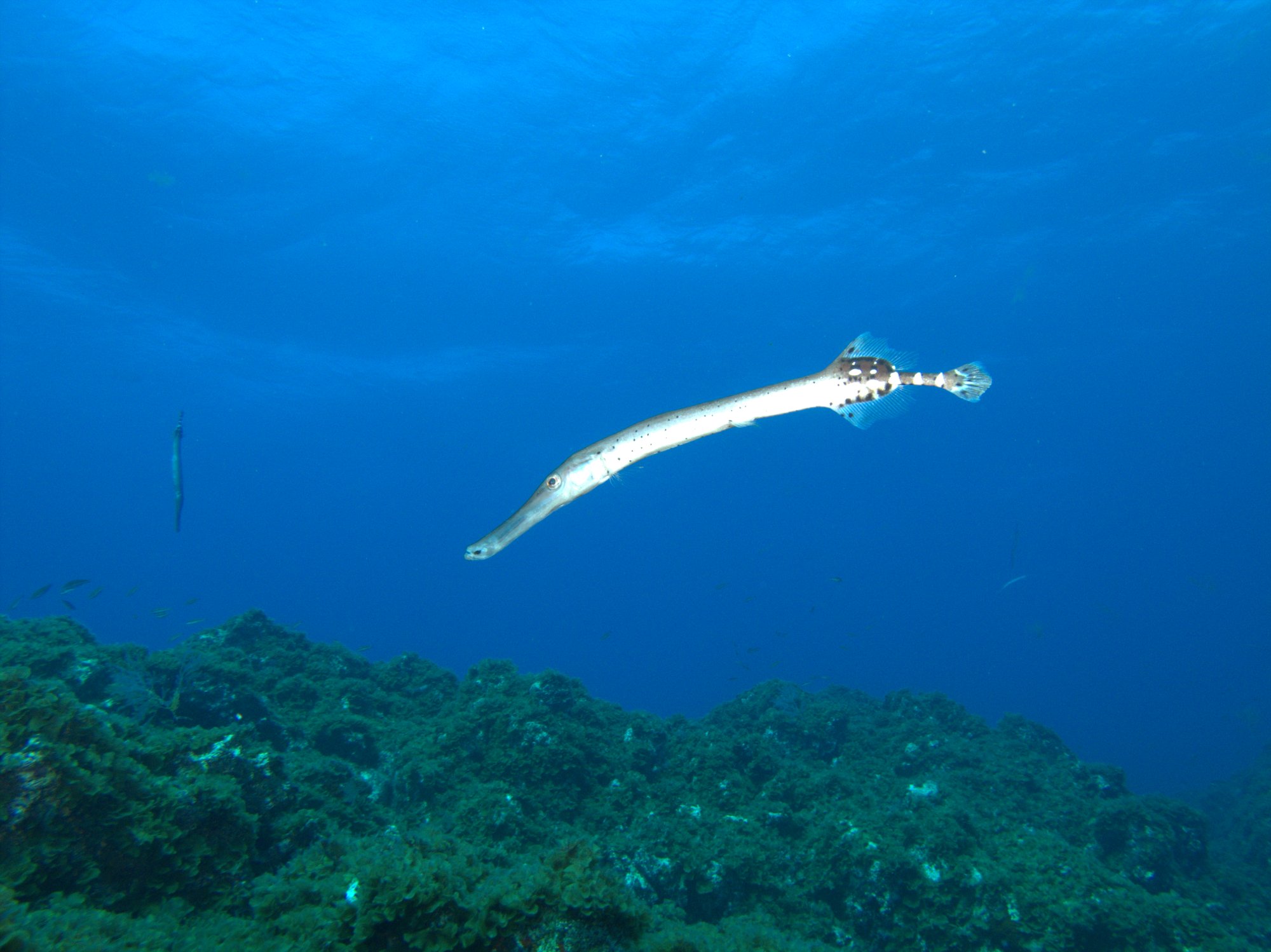Atlantic Cornetfish, Pez Trompeta
