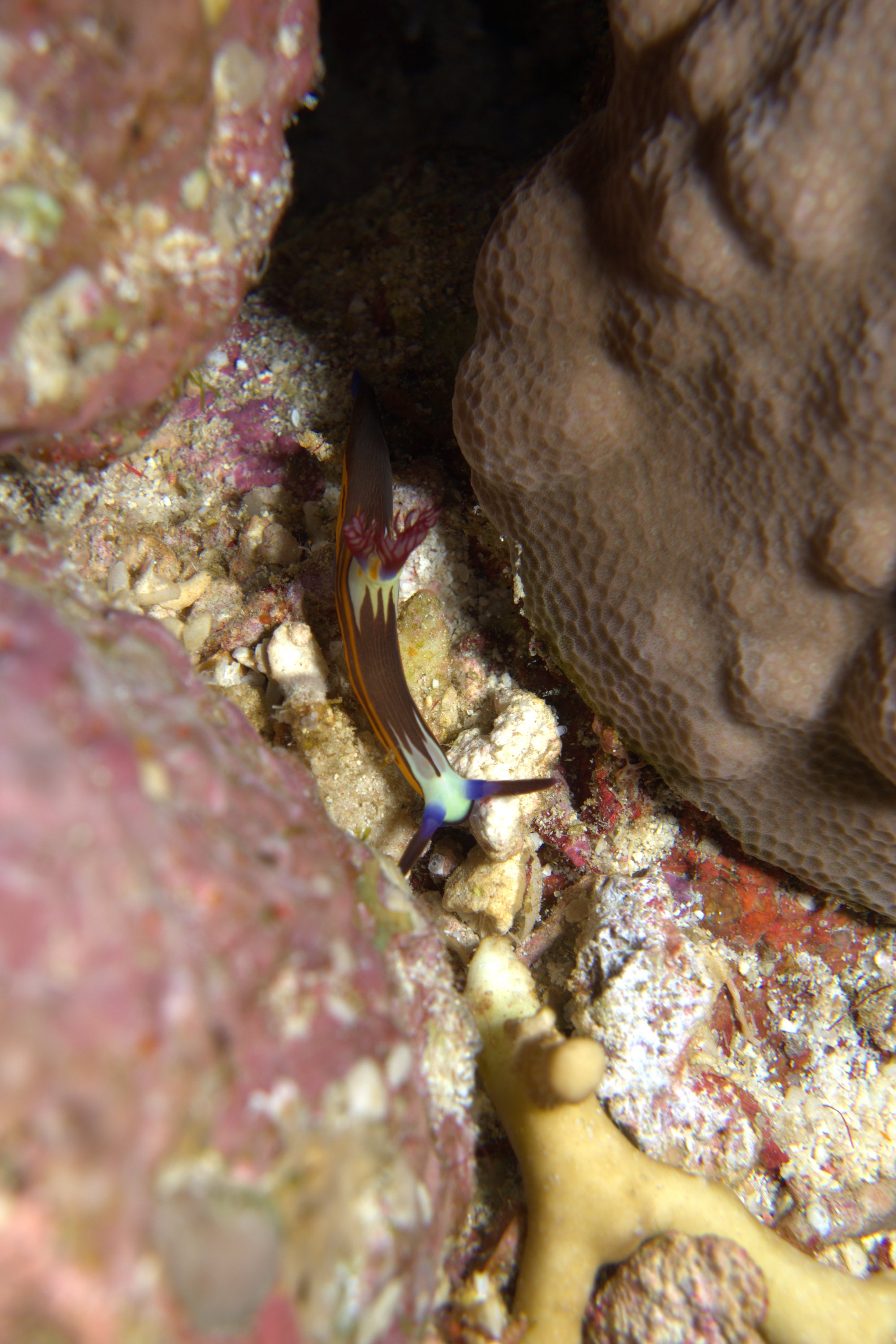 Nembrotha Megalocera, Nudibranch, Red Sea Nembrotha