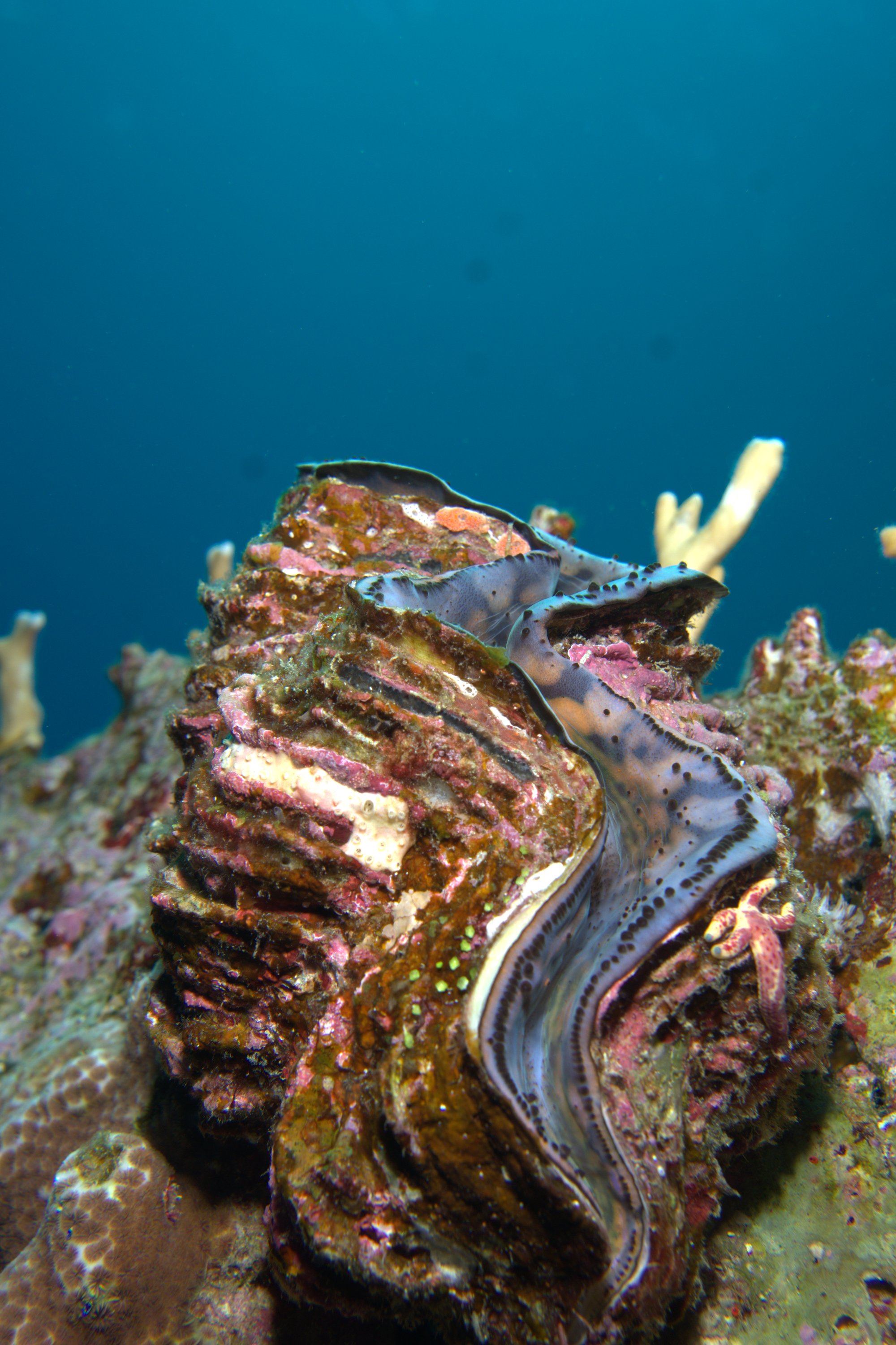 Giant Clam