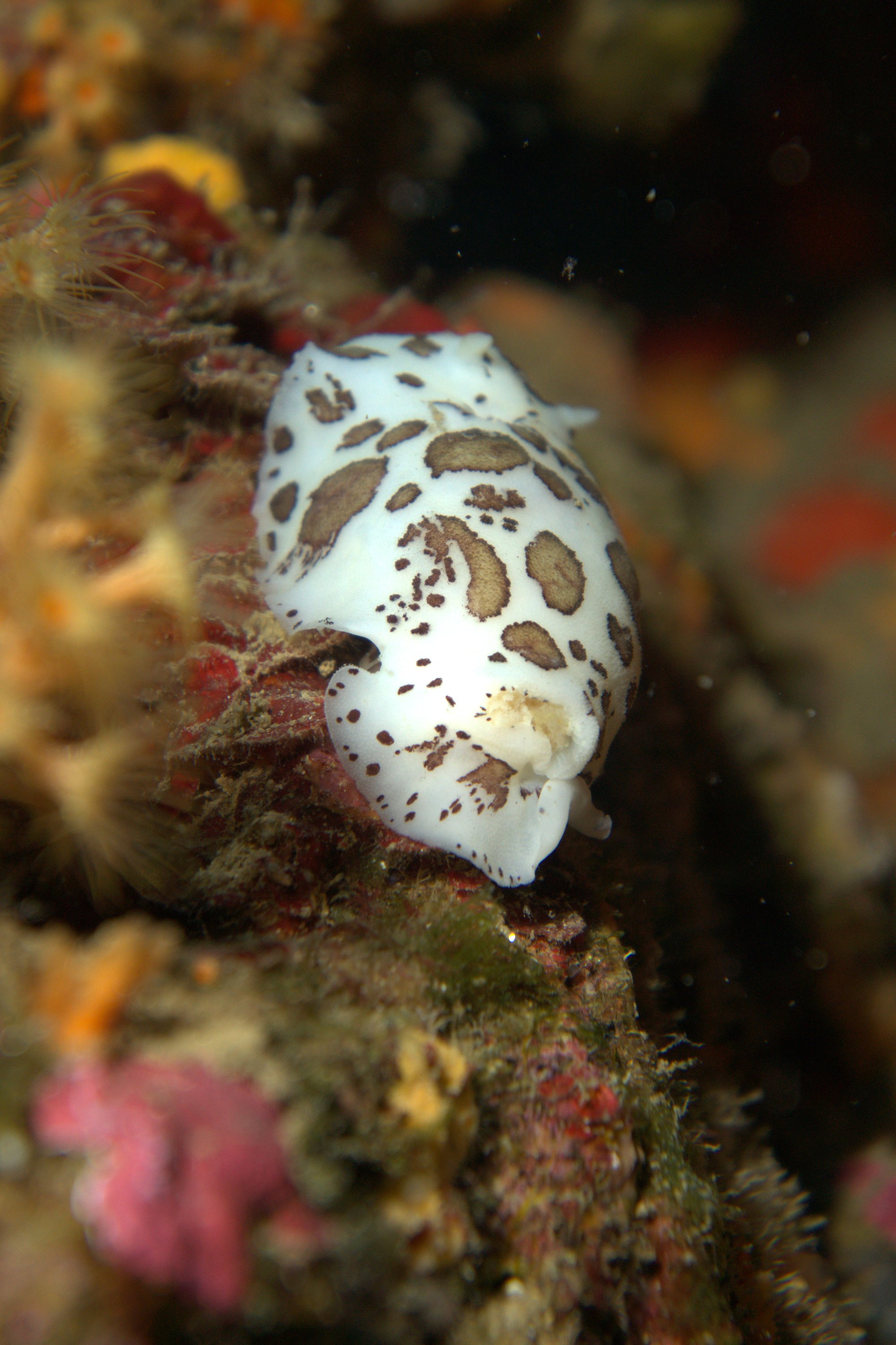 Discodoris Atromaculata, Spotted Doris, Vaquita Suiza
