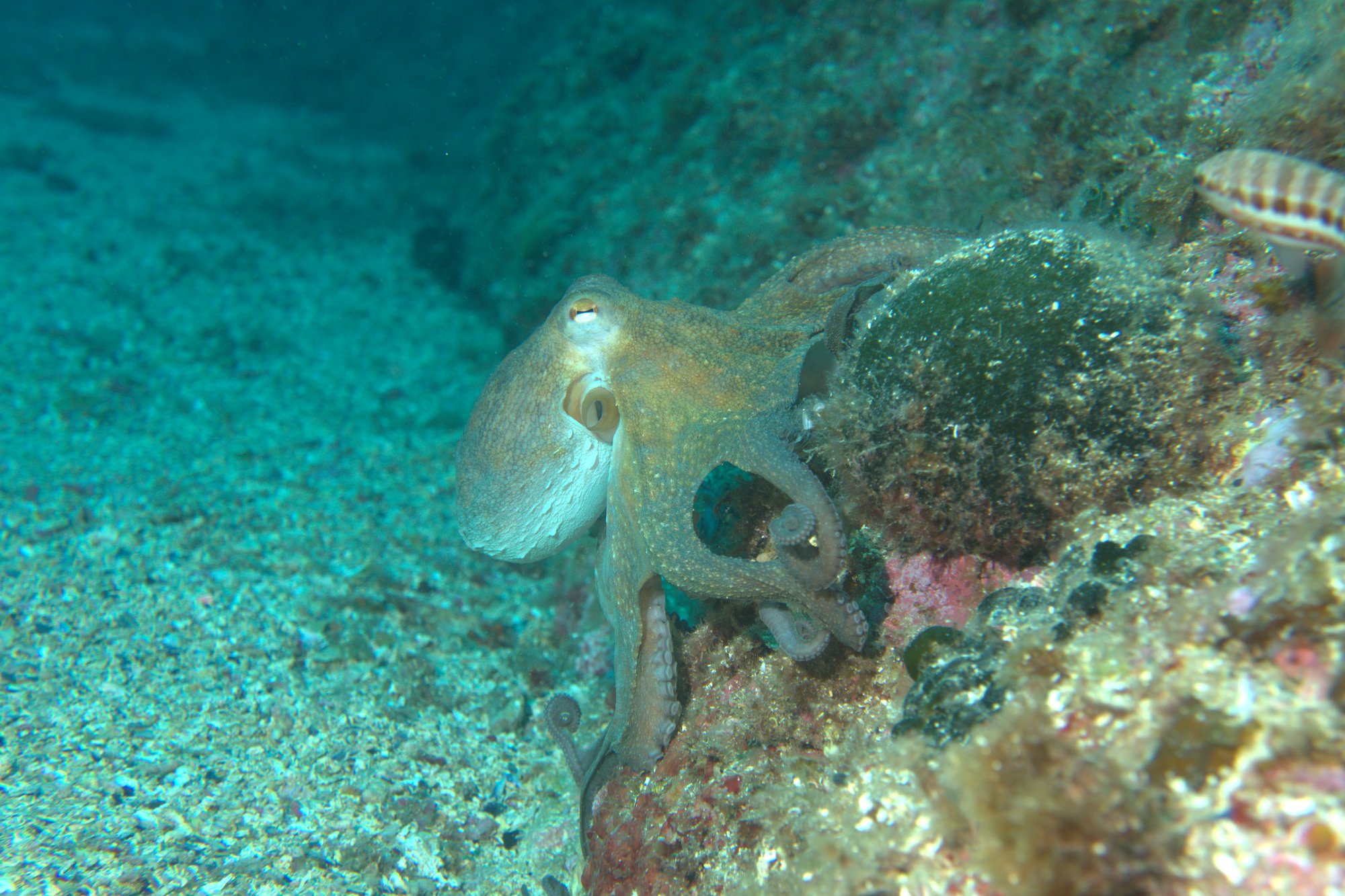 Pulpo