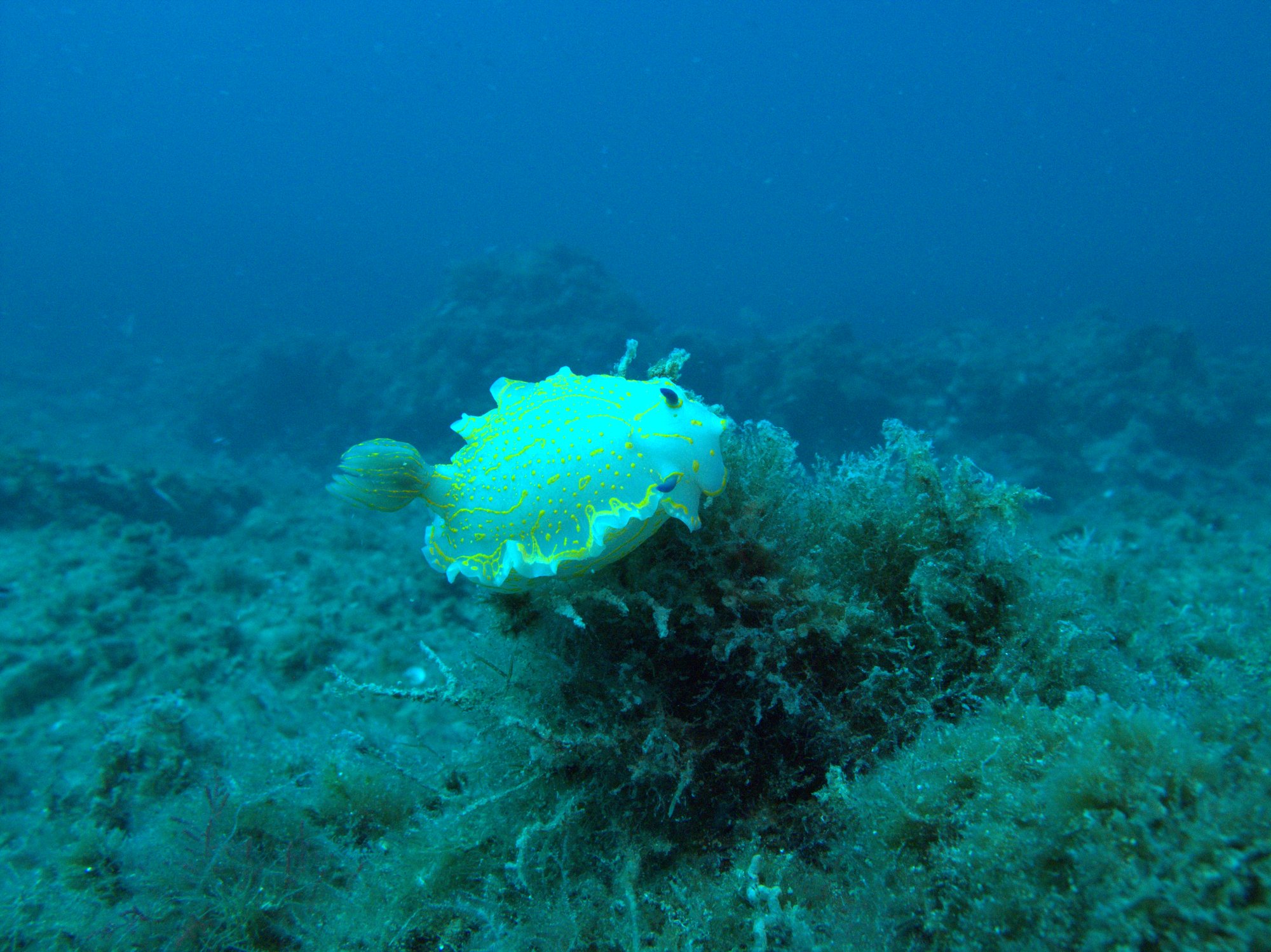 Hypselodoris Picta, Nudibranch