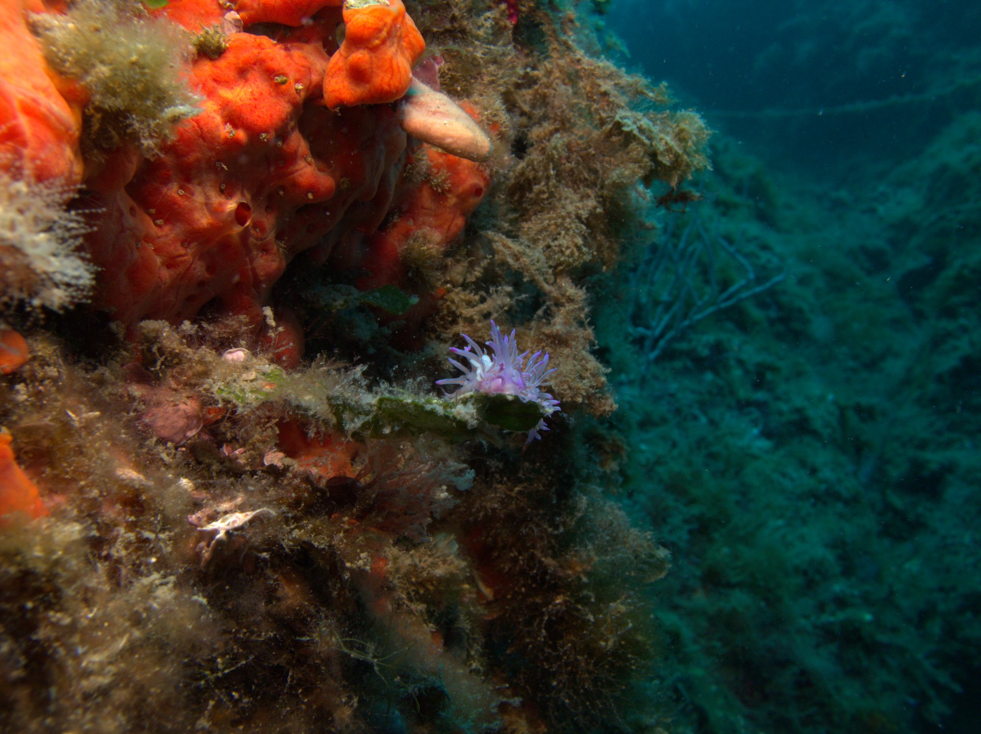 Flabellina Affinis, Nudibranch