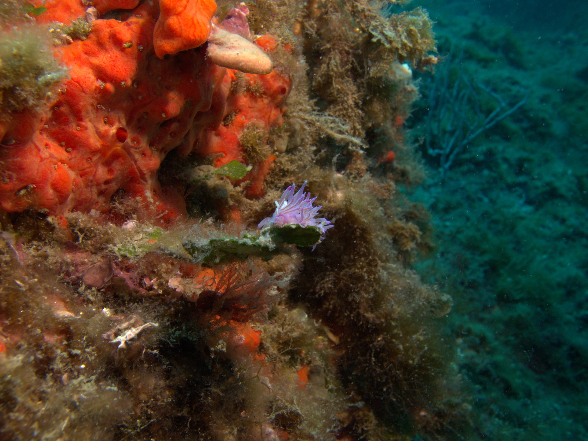 Coryphella Pedata, Flabellina Affinis, Nudibranch