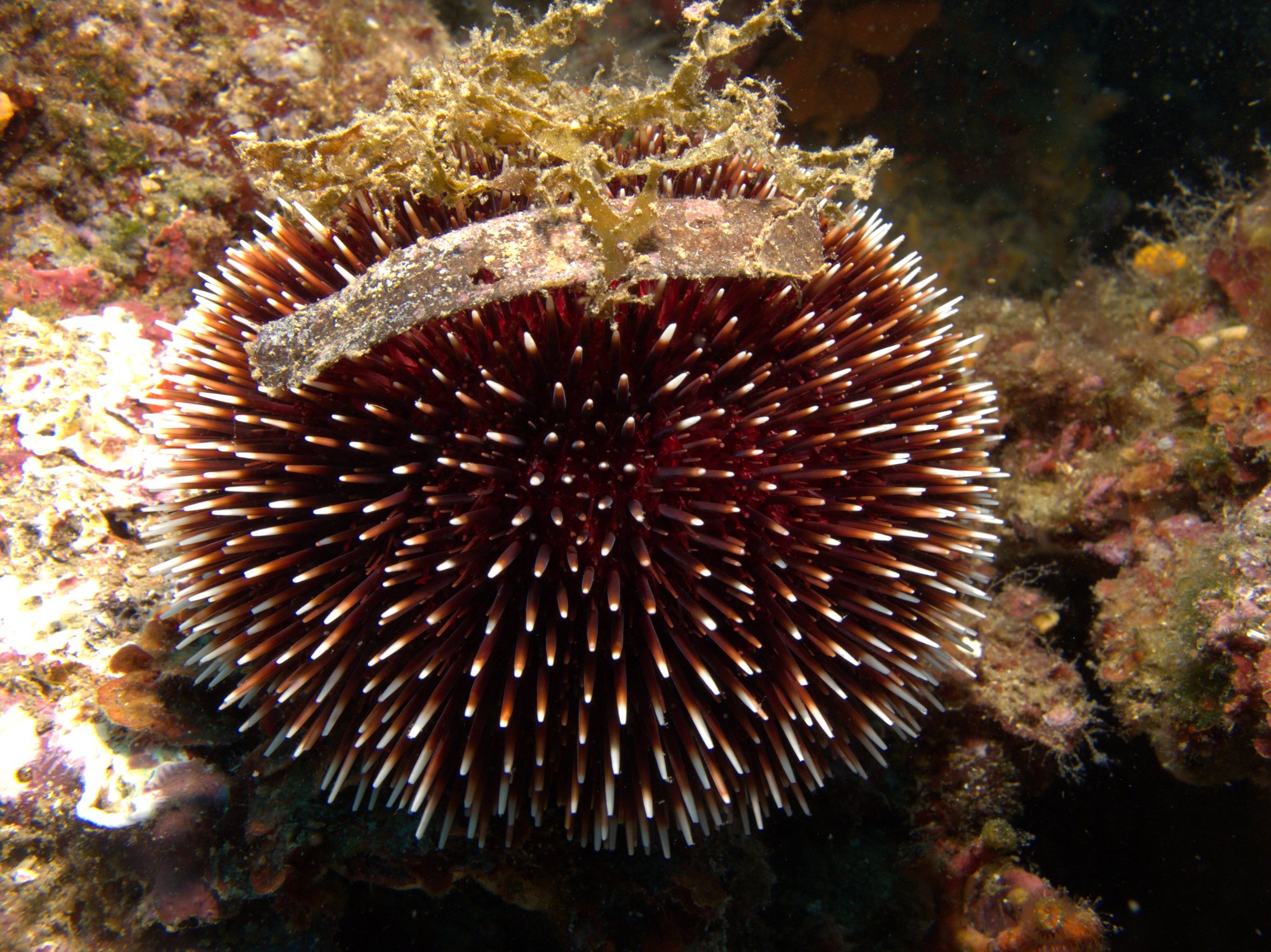 Echinus Esculentus, Urchin