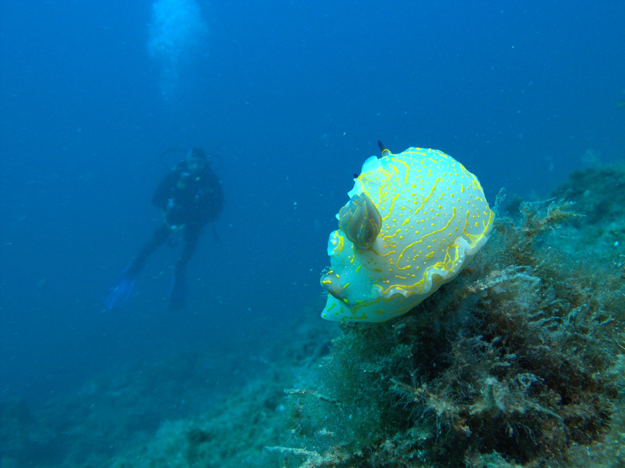 Hypselodoris Picta, Nudibranch