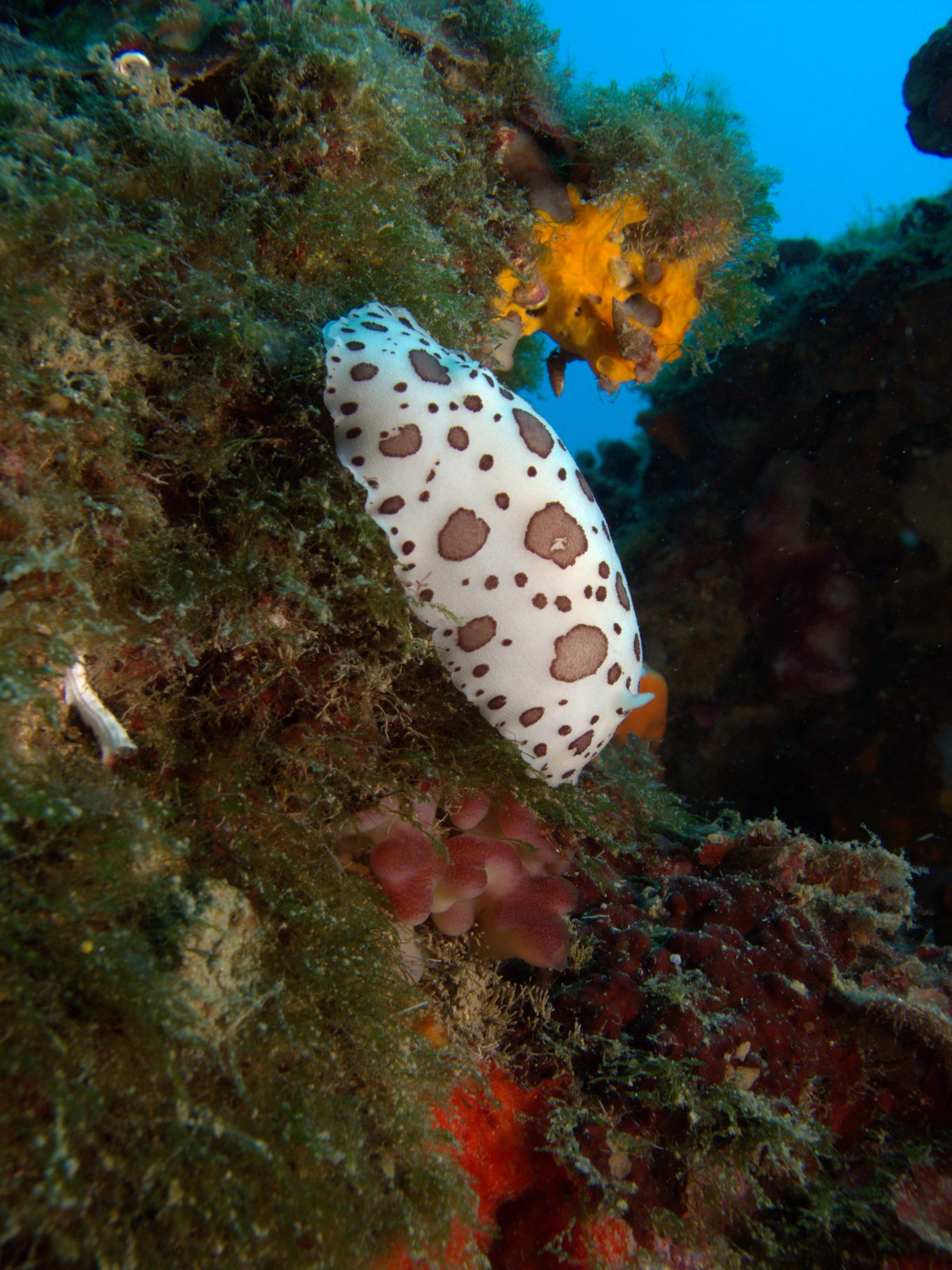 Discodoris Atromaculata, Nudibranch, Spotted Doris, Vaquita Suiza