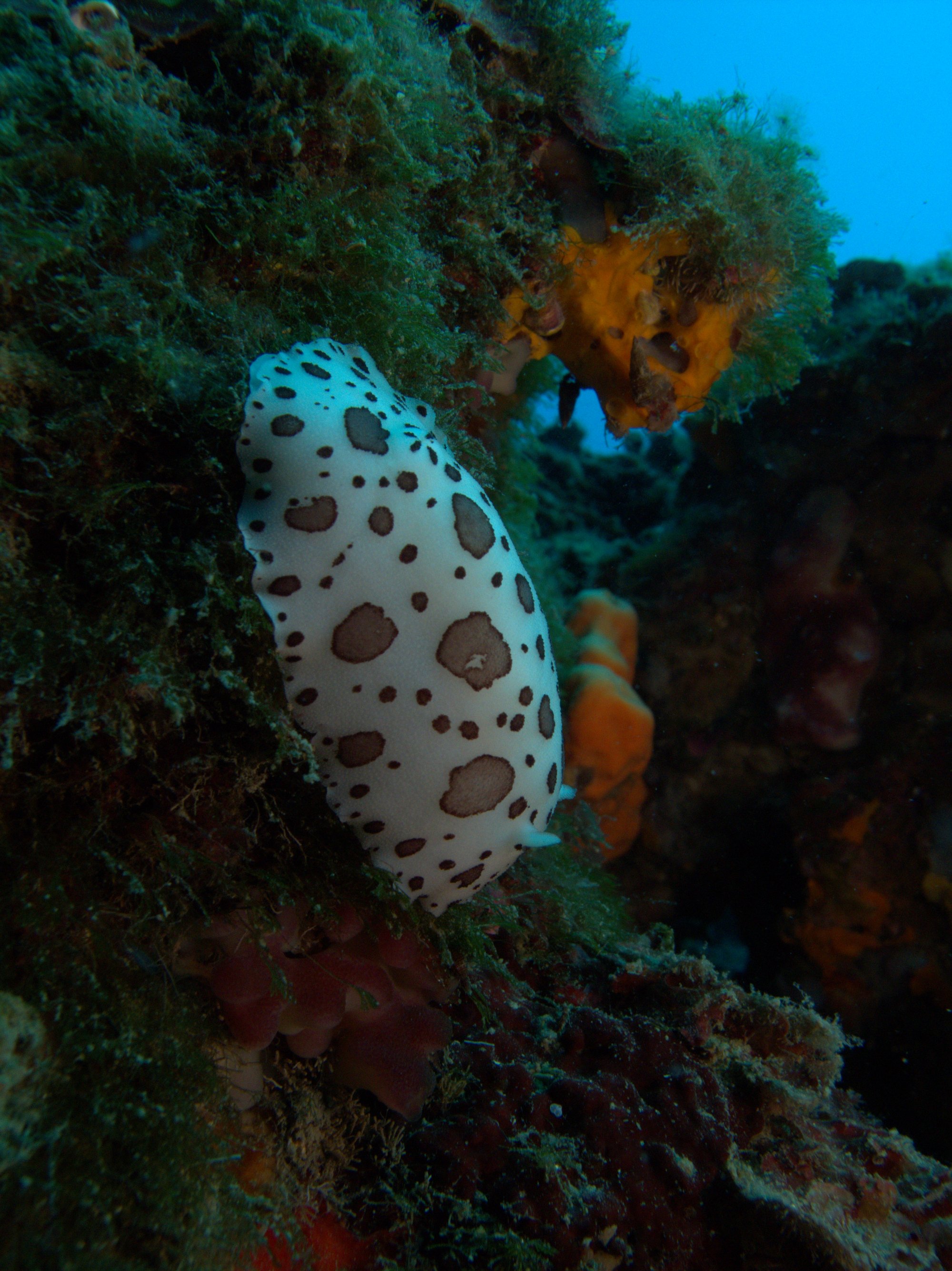 Discodoris Atromaculata, Nudibranch, Spotted Doris, Vaquita Suiza
