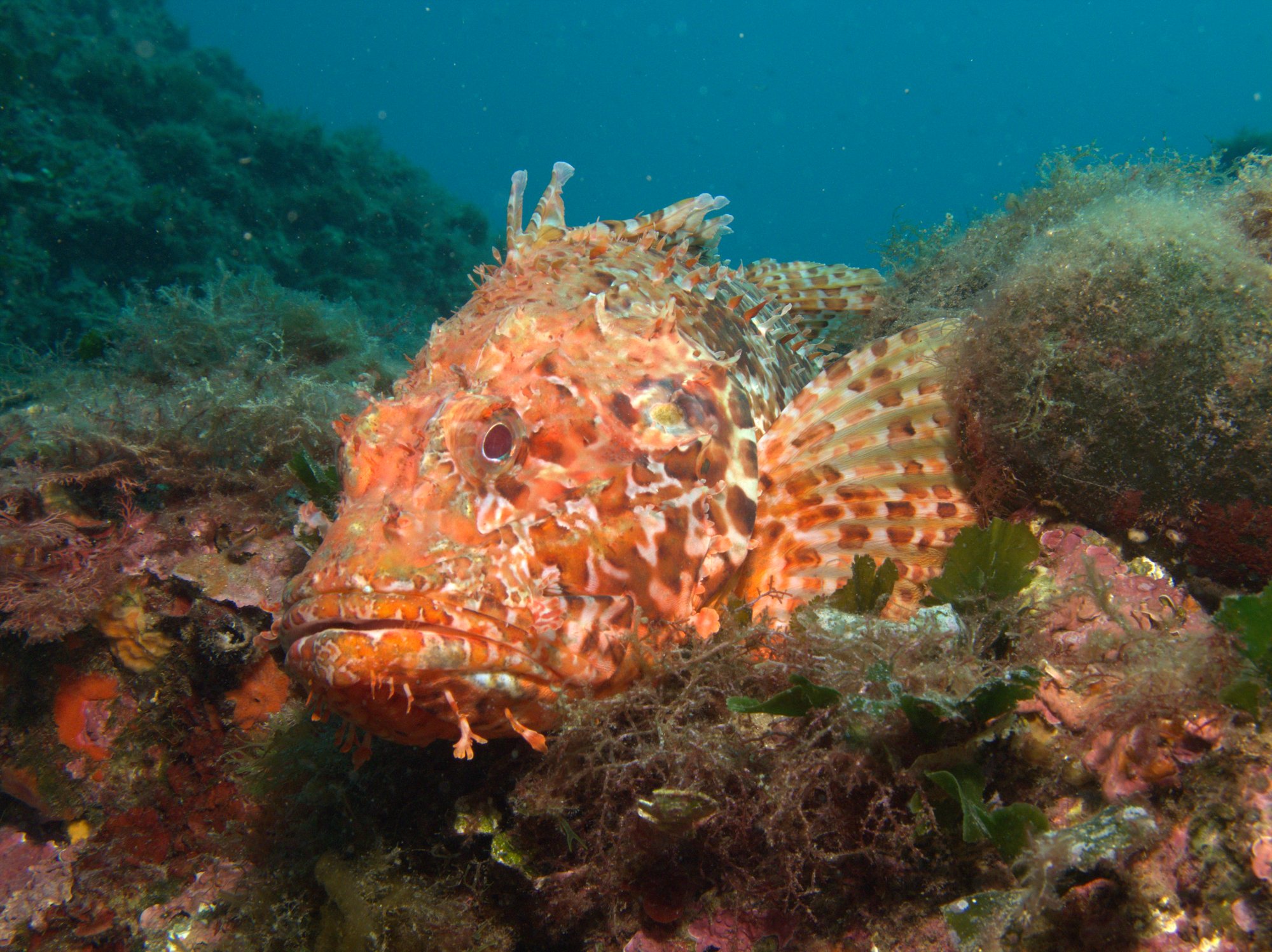 Scorpionfish