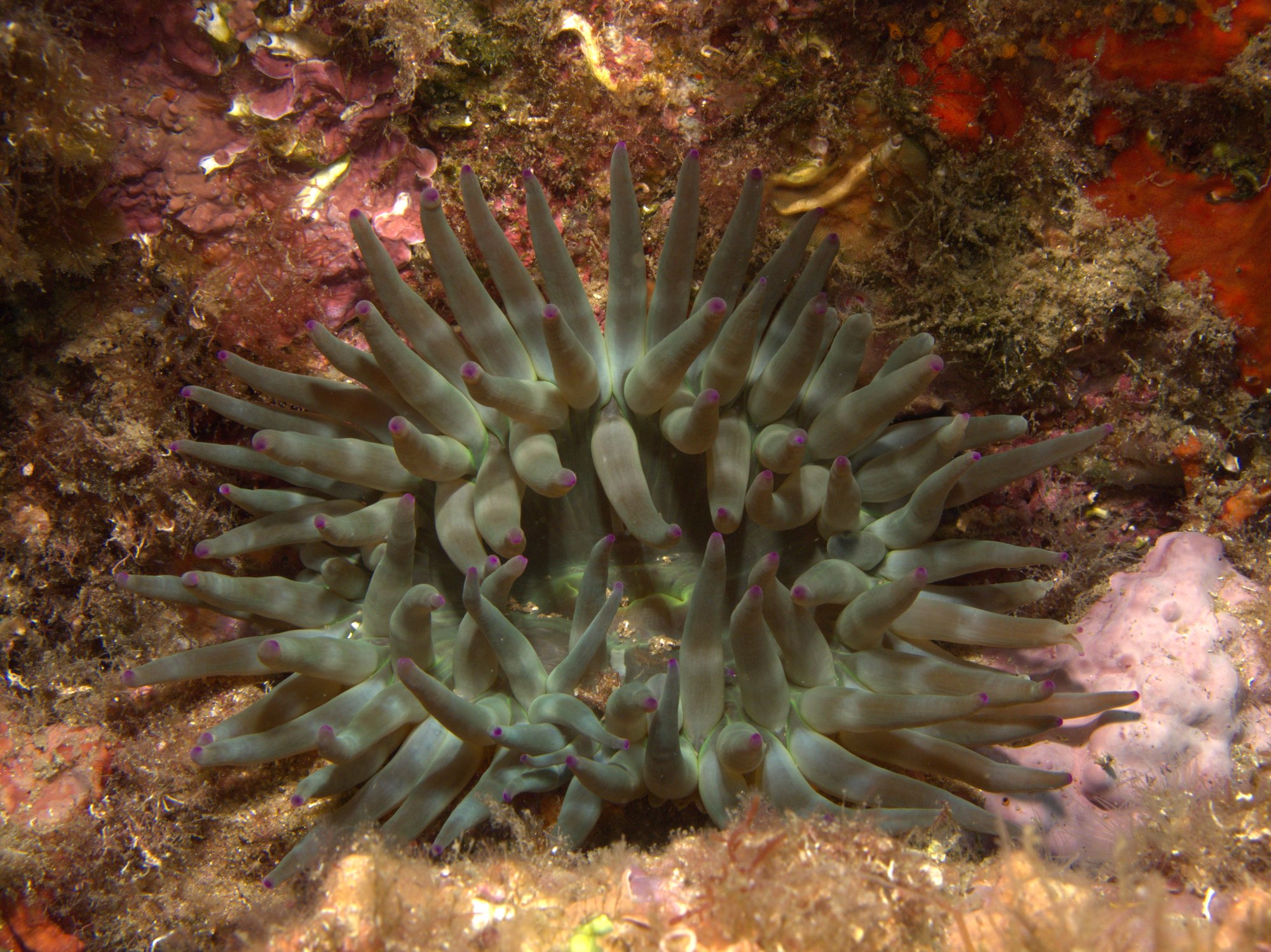 Anemone