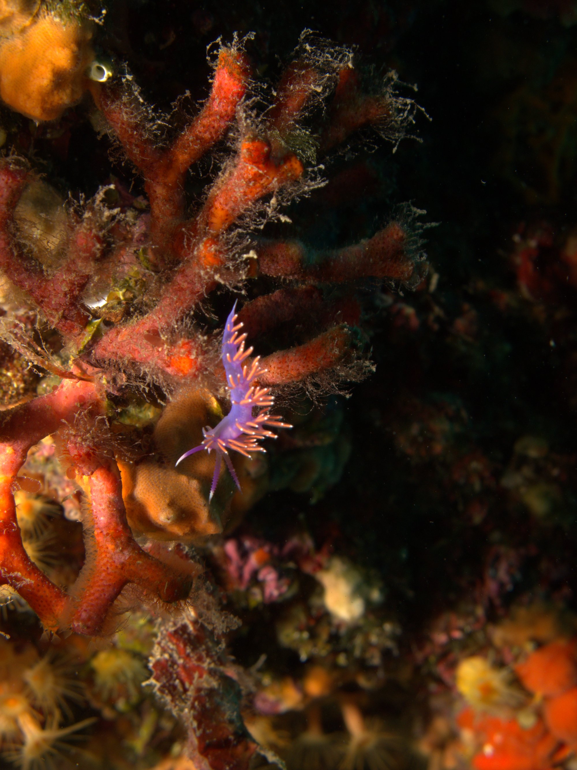 Flabellina, Nudibranch