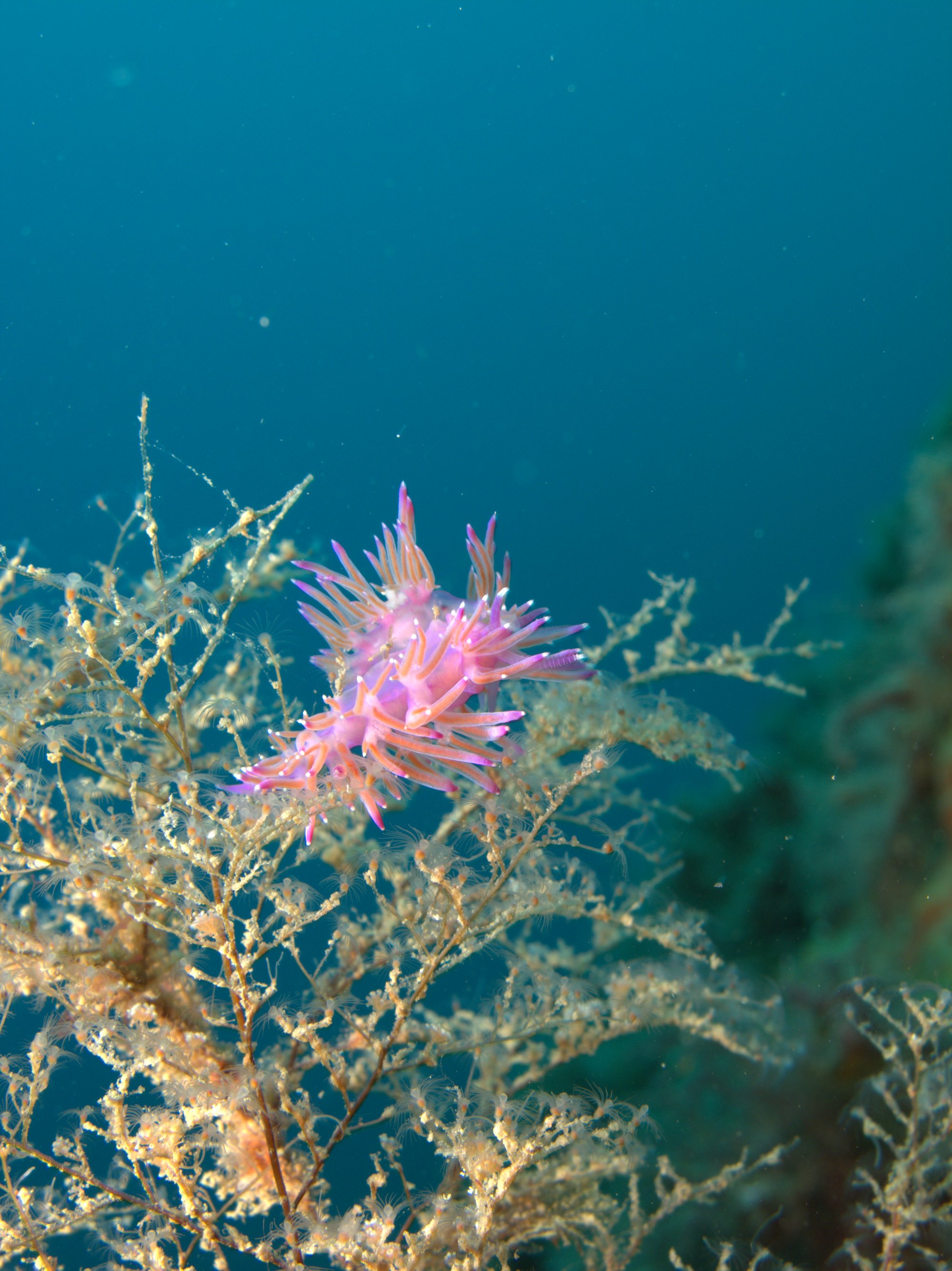 Coryphella Pedata, Nudibranch
