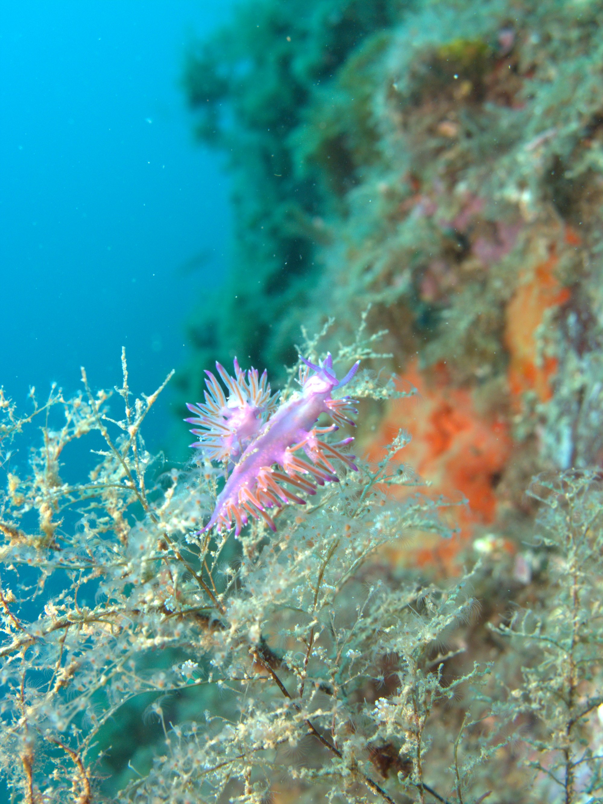 Coryphella Pedata, Nudibranch