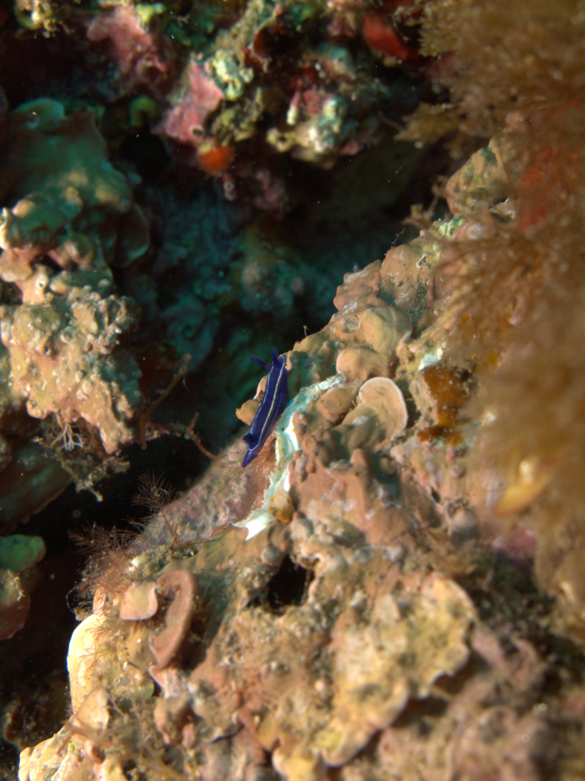 Hypselodoris, Nudibranch