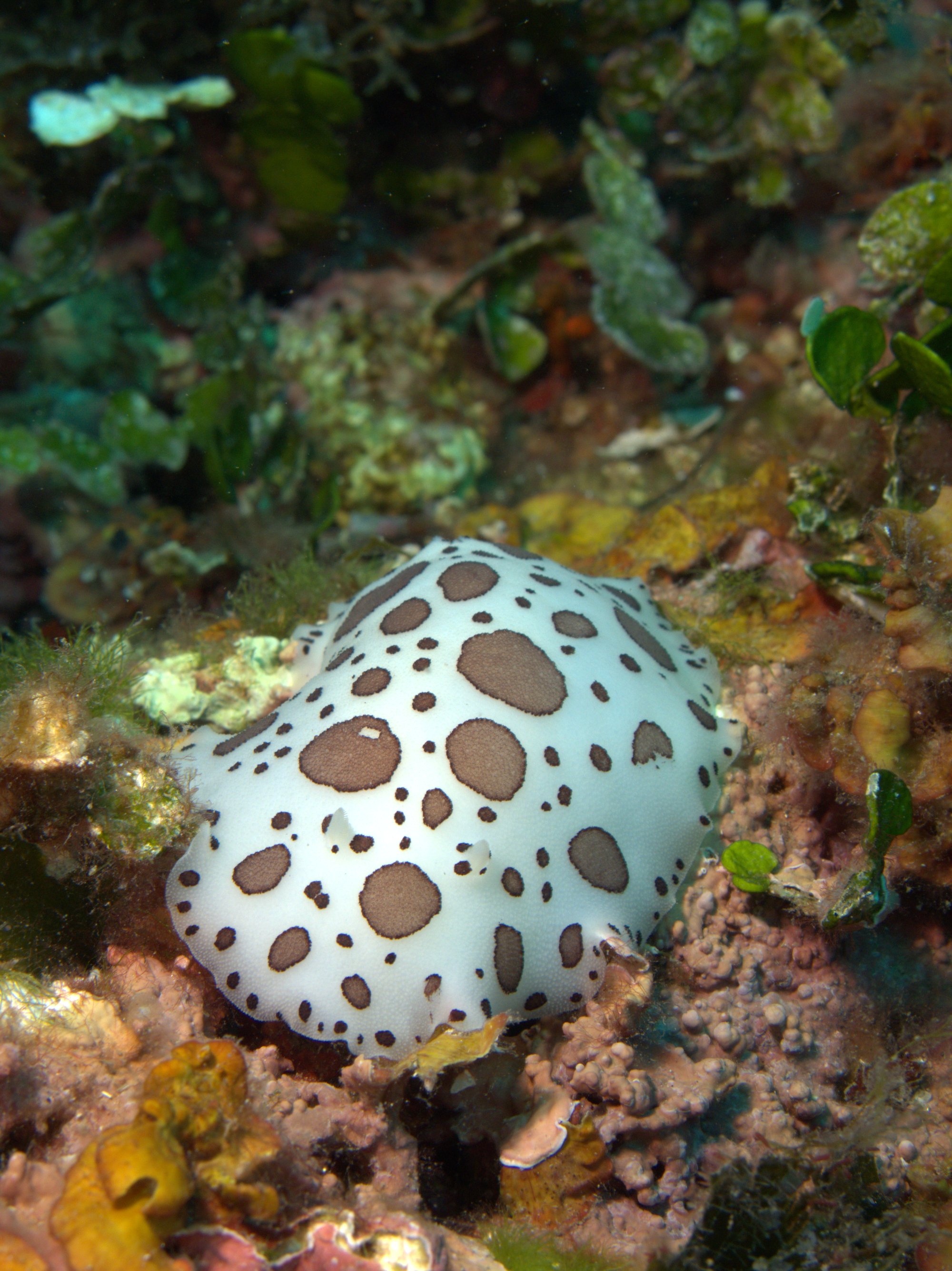 Discodoris Atromaculata, Nudibranch, Spotted Doris, Vaquita Suiza