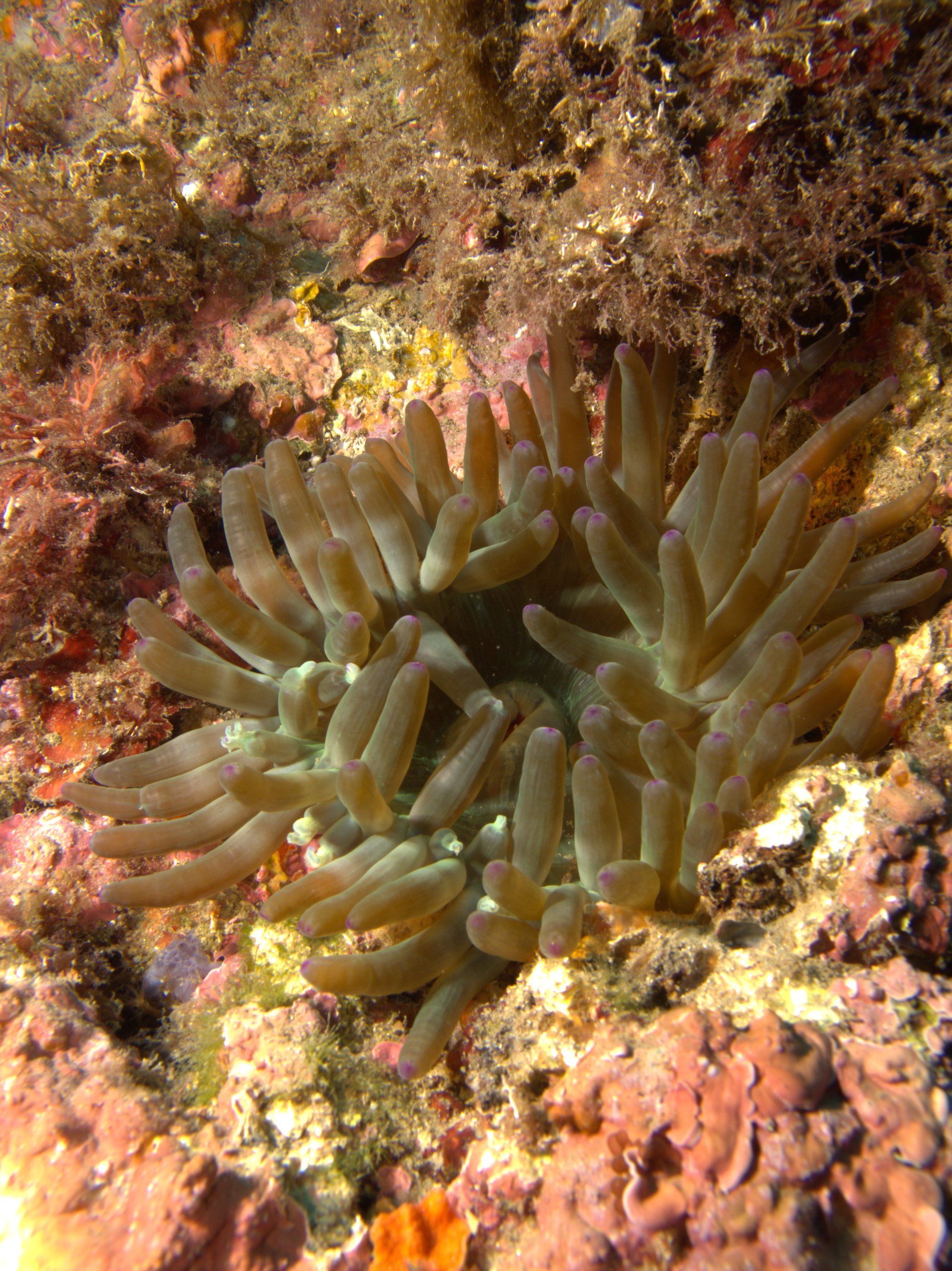 Anemone
