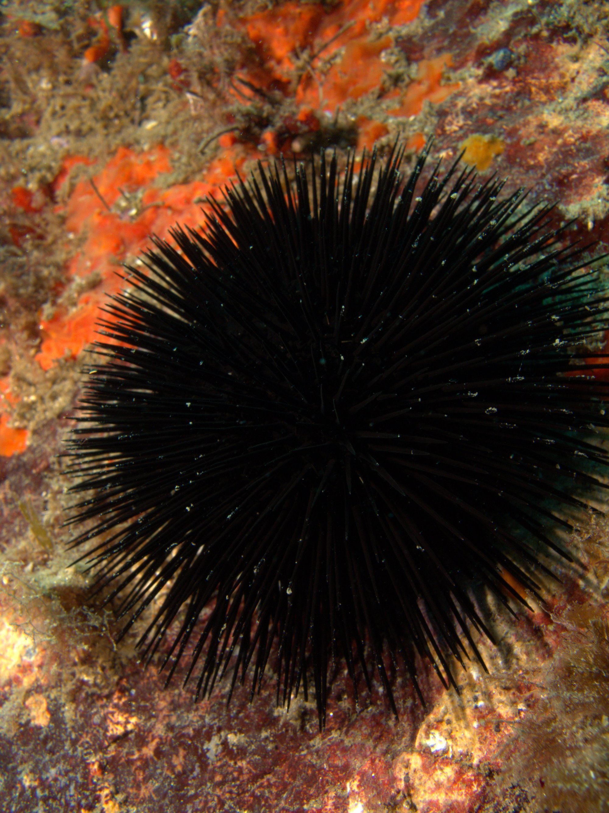 Sea Urchin