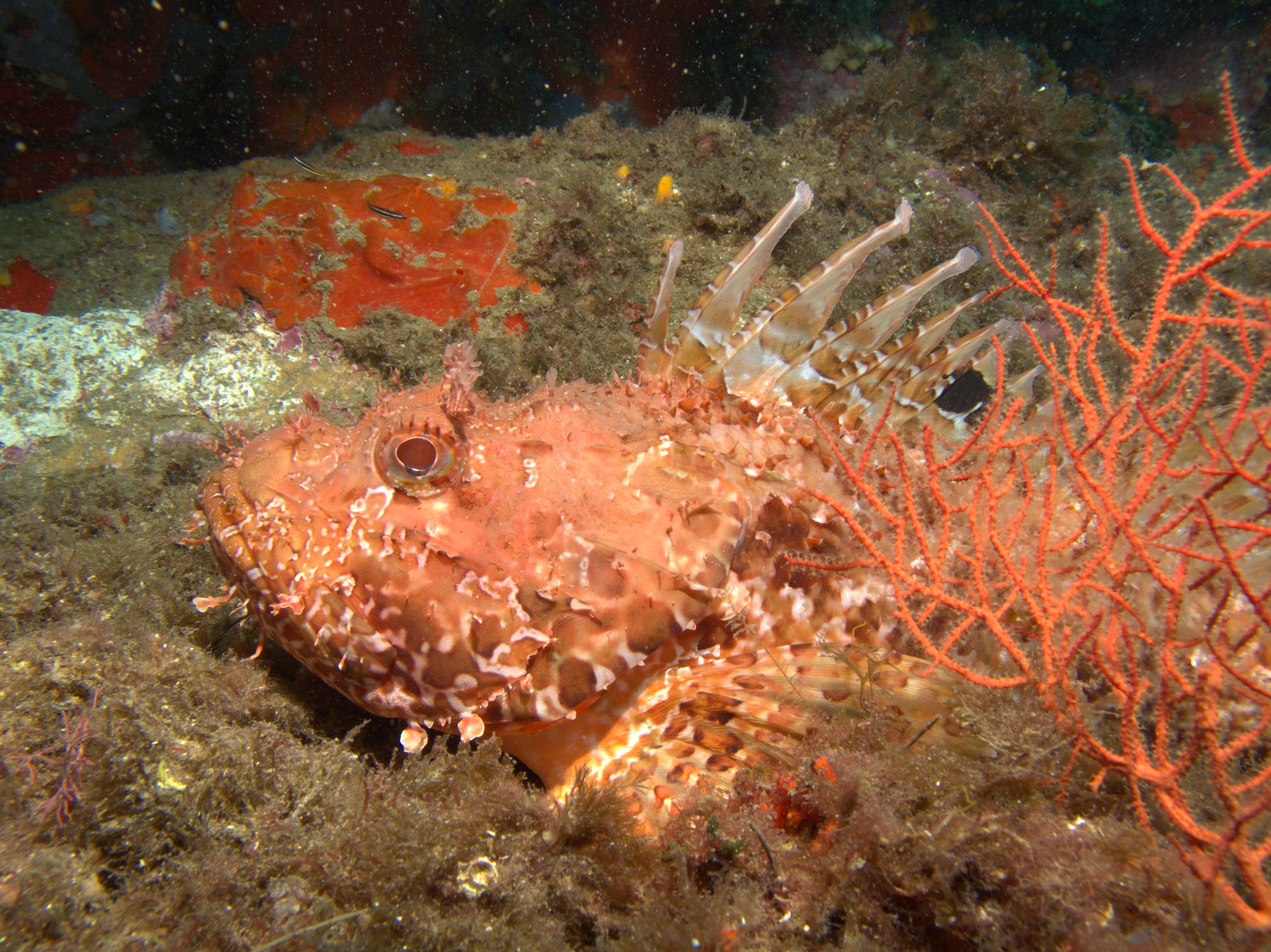 Scorpionfish