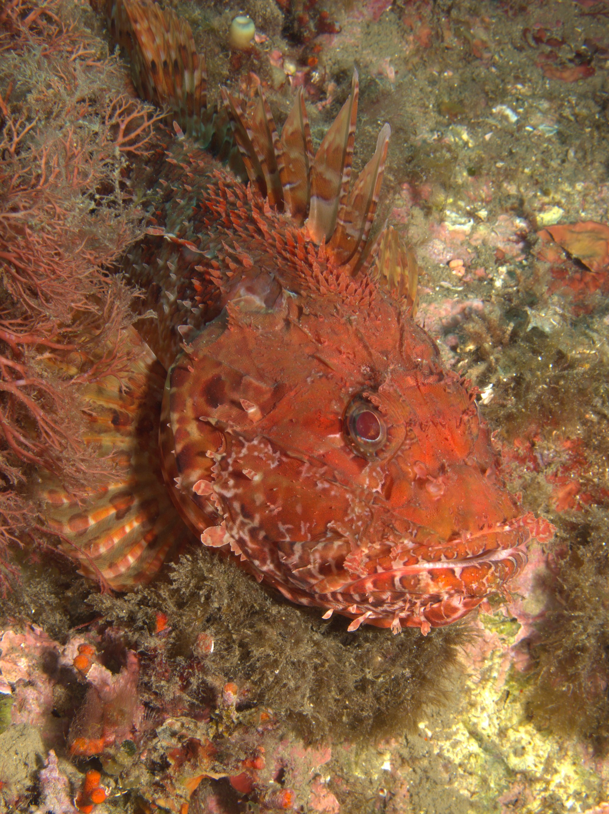 Scorpionfish