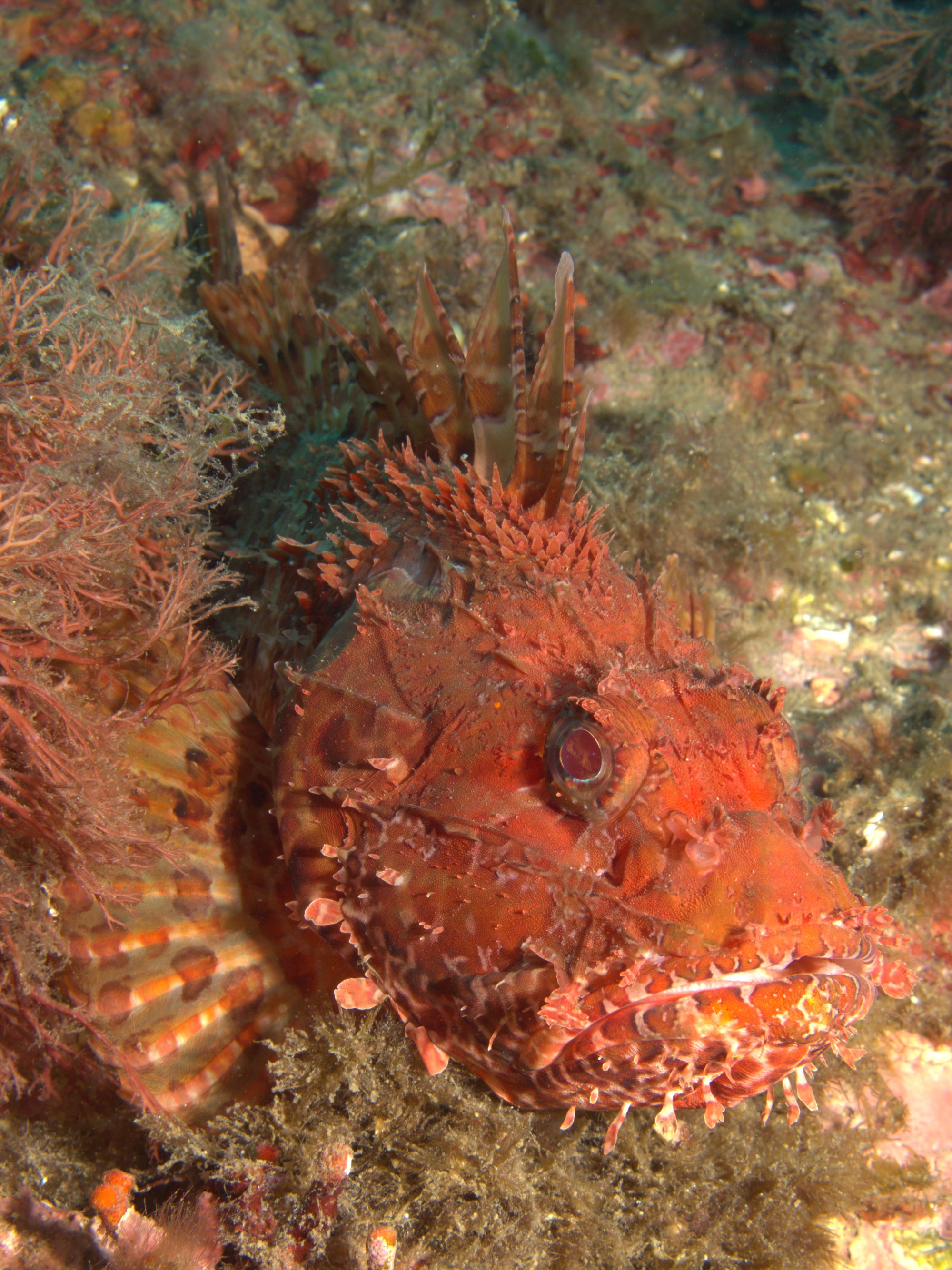 Scorpionfish
