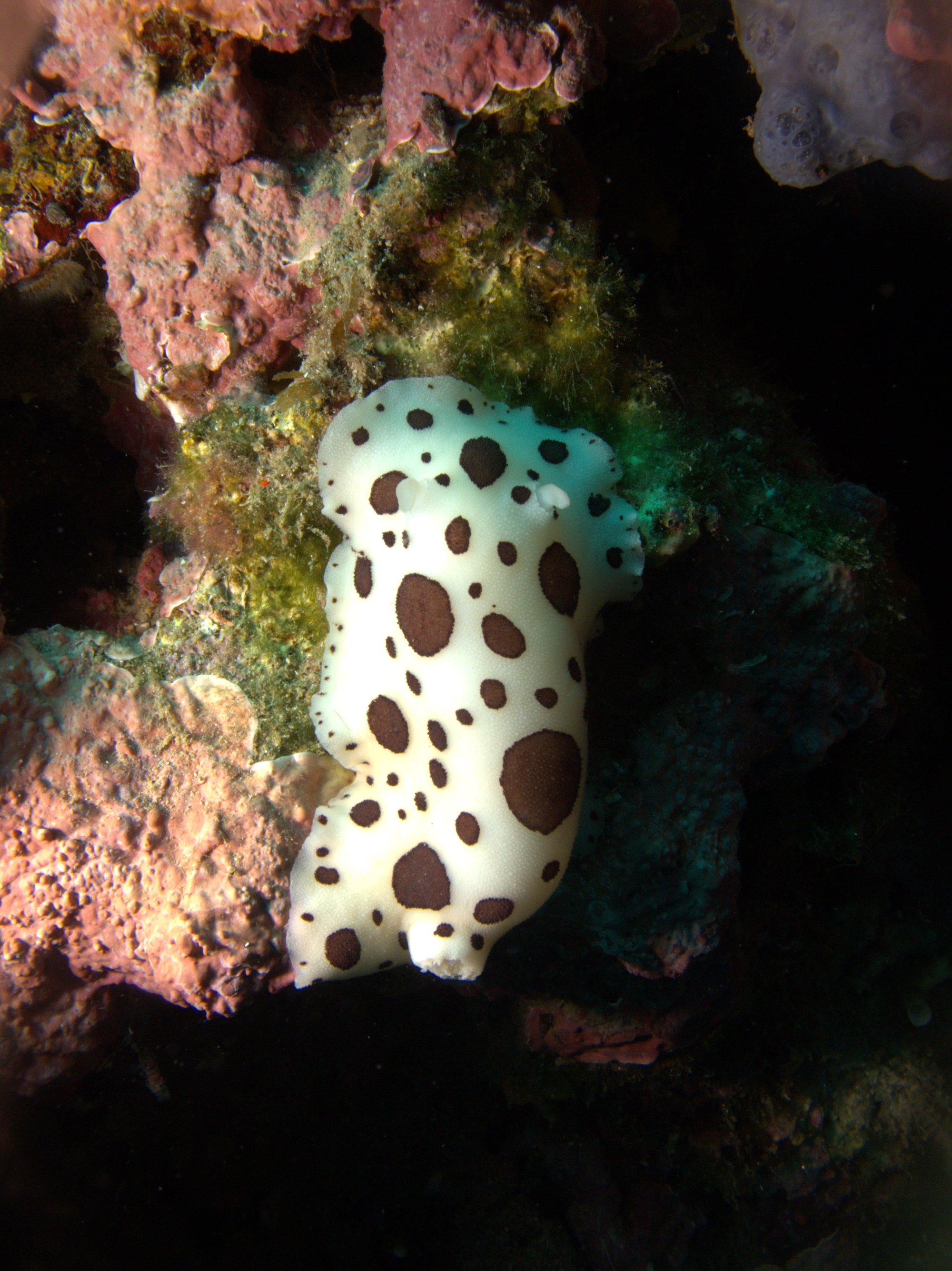 Discodoris Atromaculata, Nudibranch, Spotted Doris, Vaquita Suiza