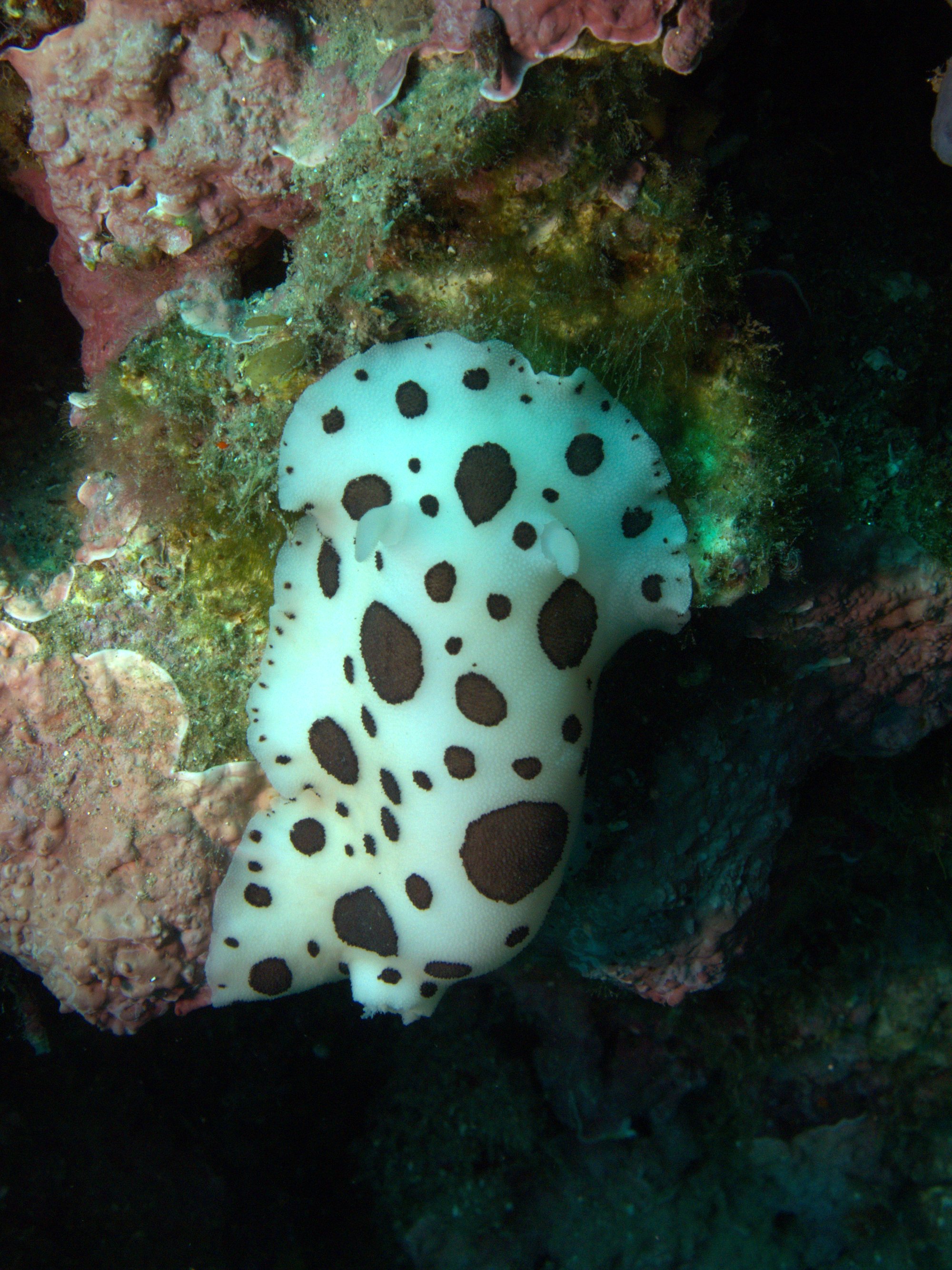 Discodoris Atromaculata, Nudibranch, Spotted Doris, Vaquita Suiza