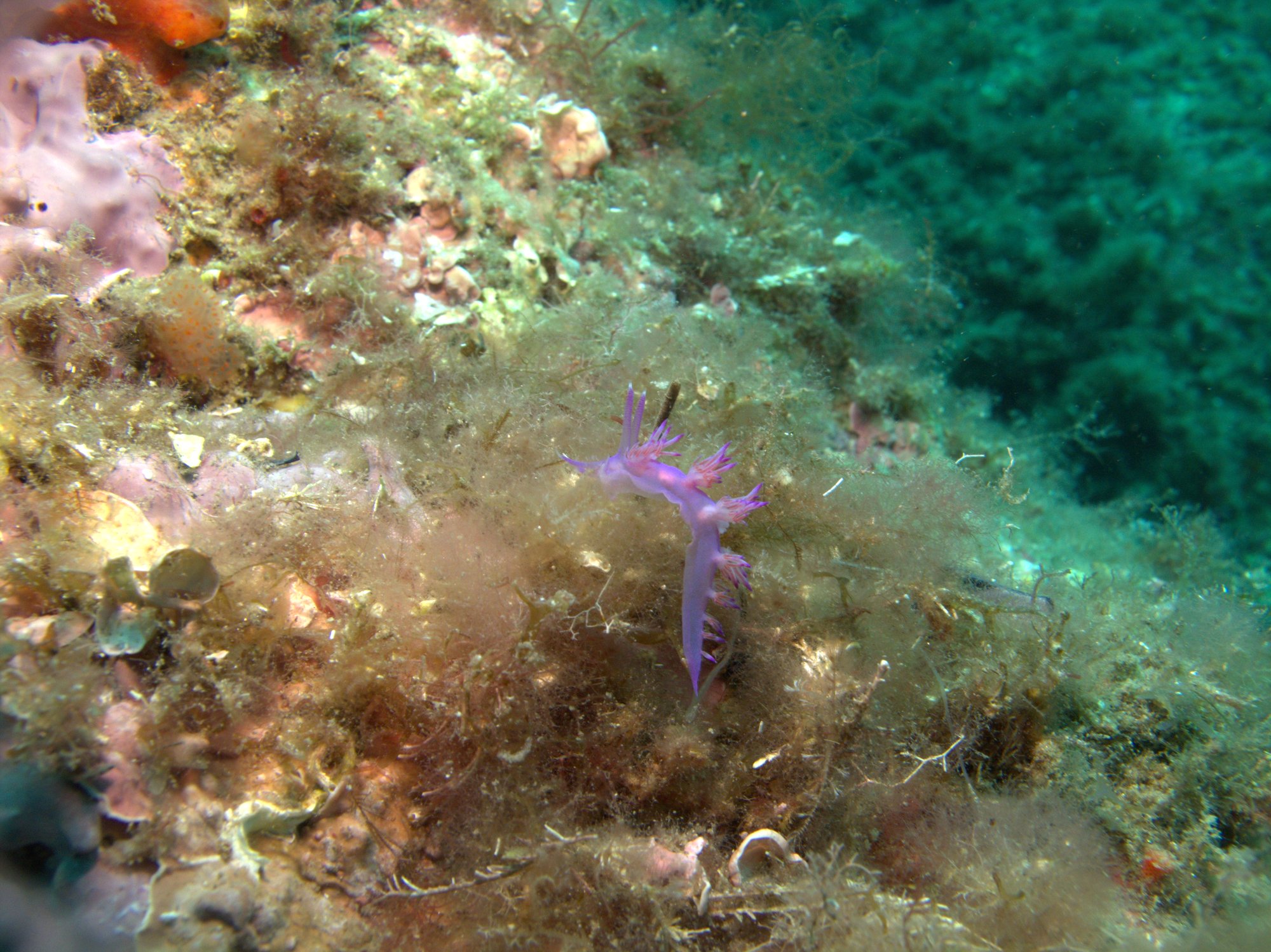 Flabellina Affinis, Nudibranch