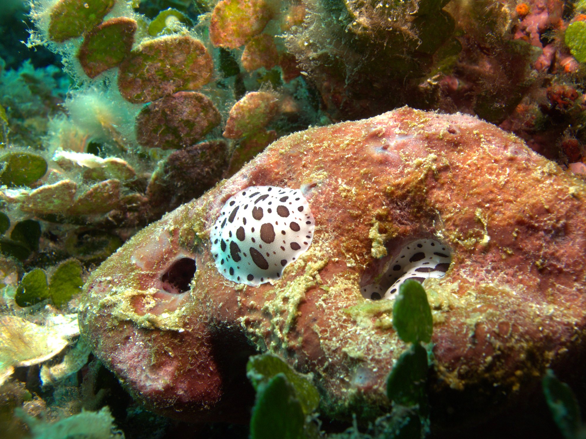 Discodoris Atromaculata, Nudibranch, Spotted Doris, Vaquita Suiza