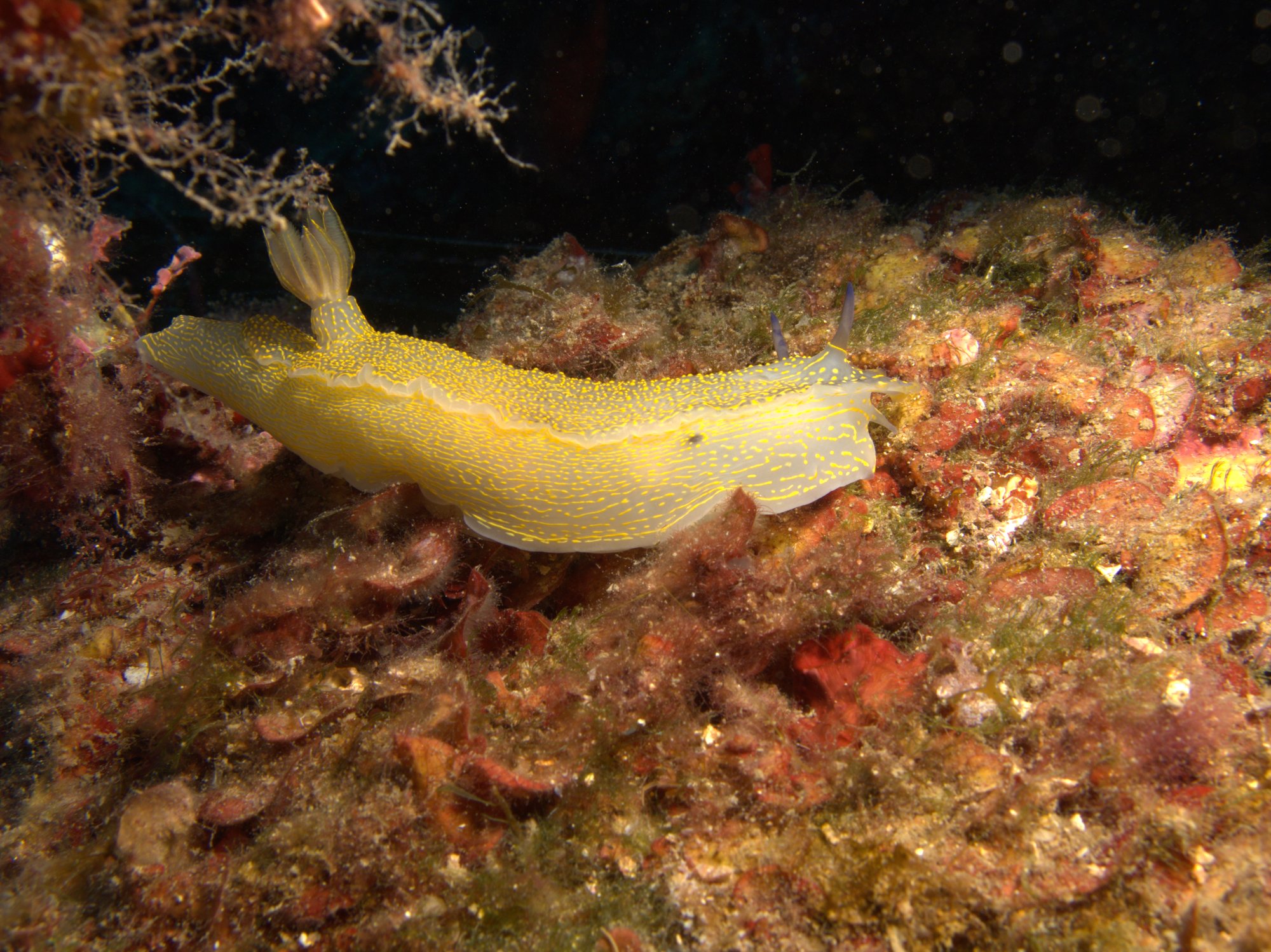 Hypselodoris Picta, Nudibranch