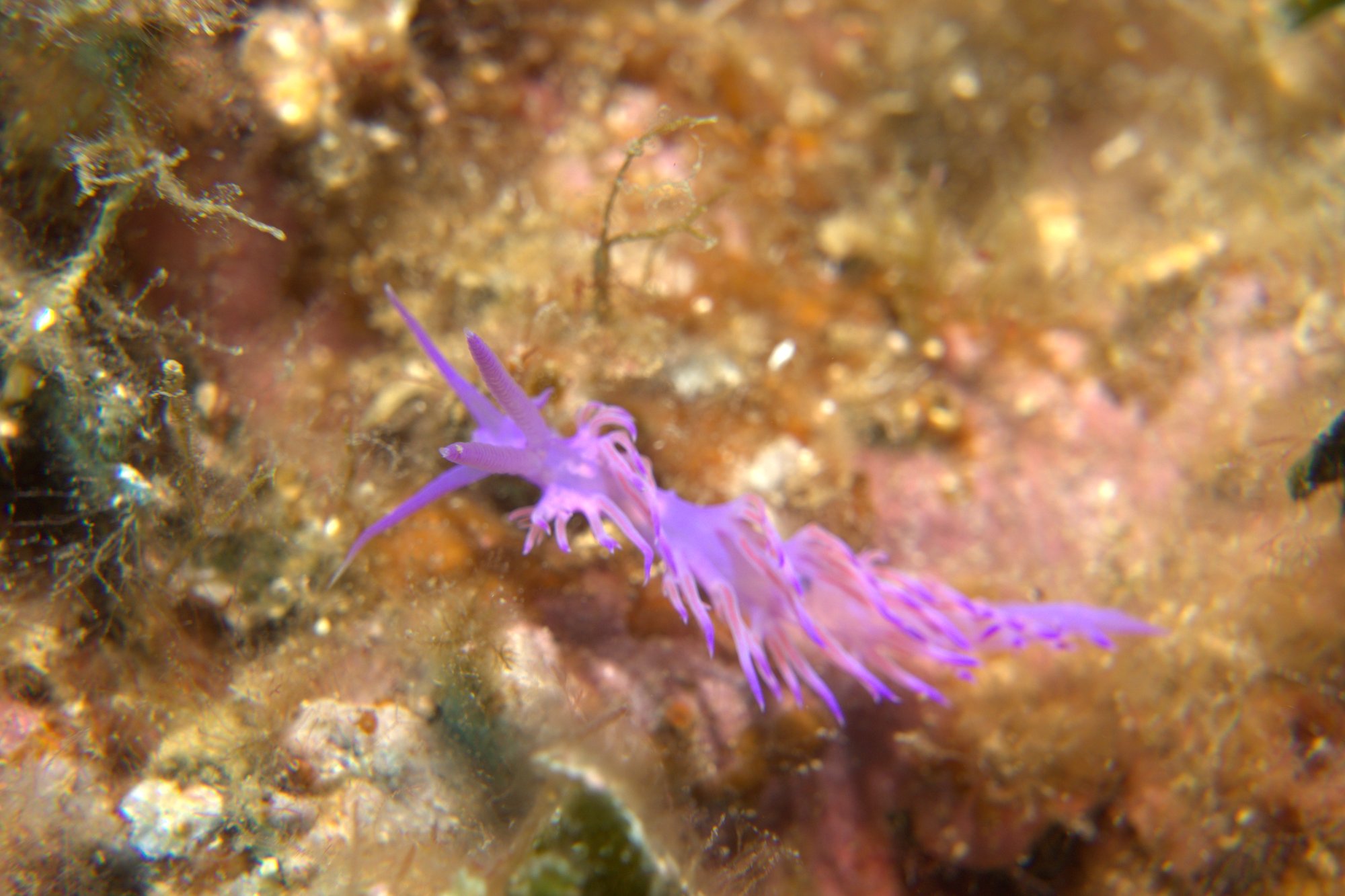 Flabellina Affinis, Nudibranch