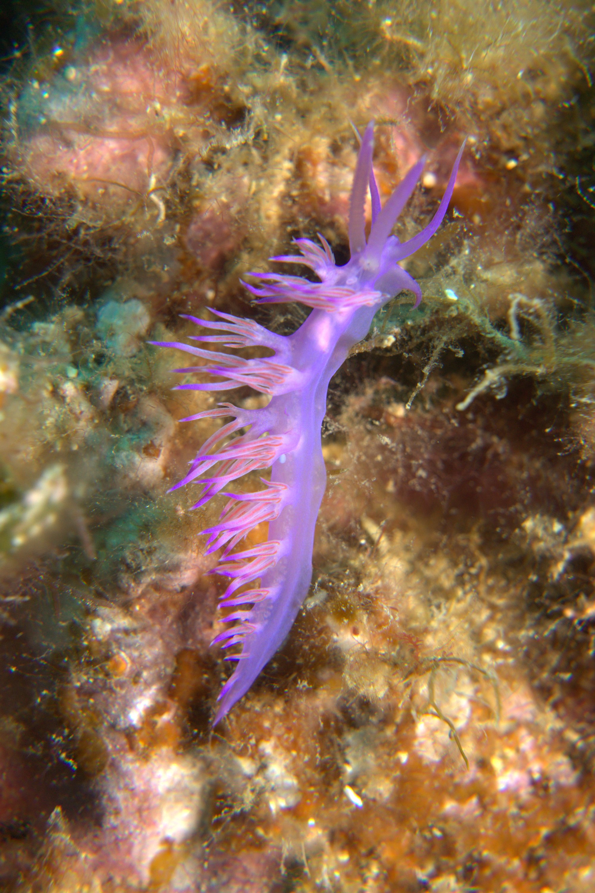 Flabellina Affinis, Nudibranch