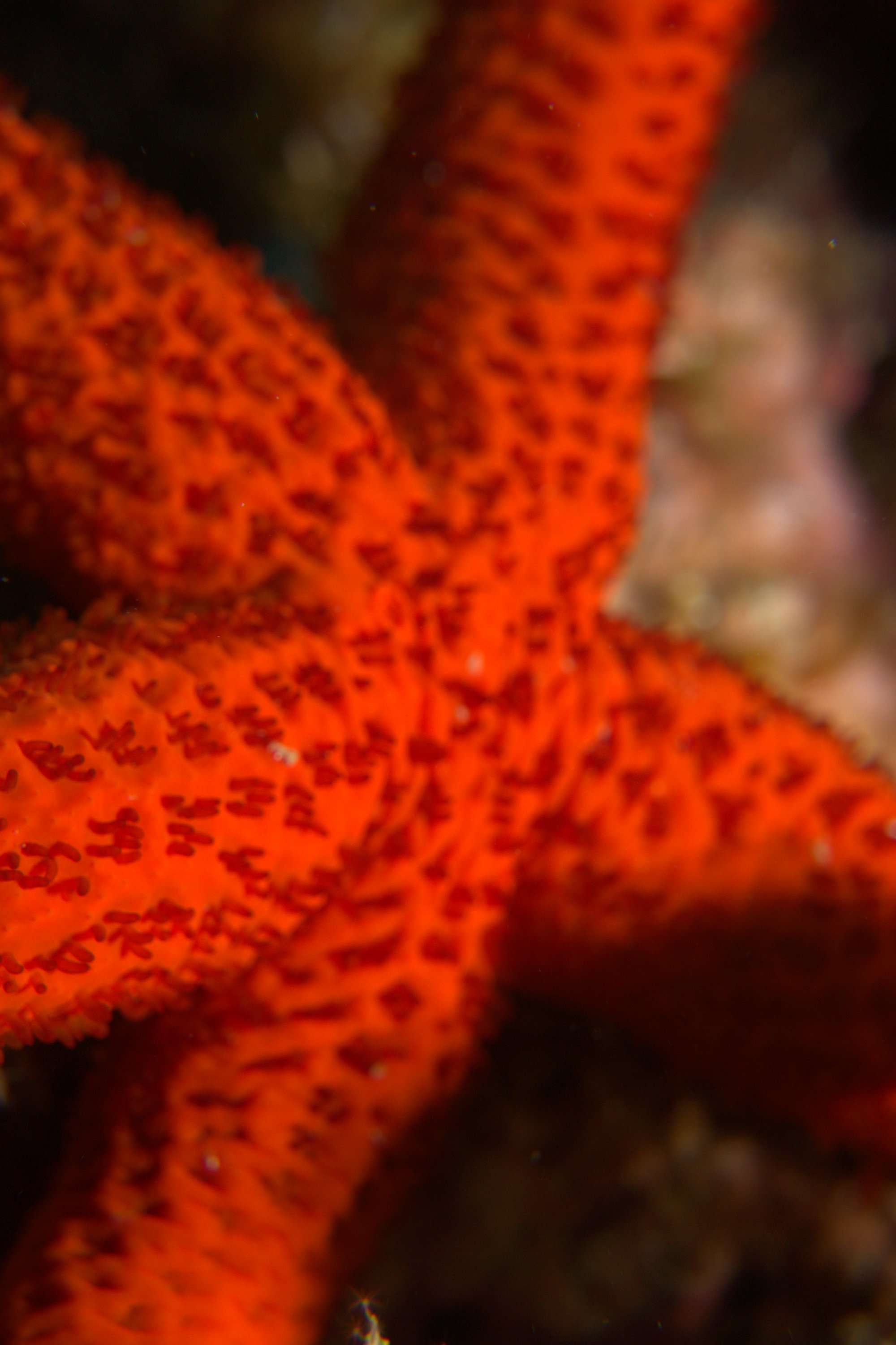 Echinaster Sepositus, Starfish