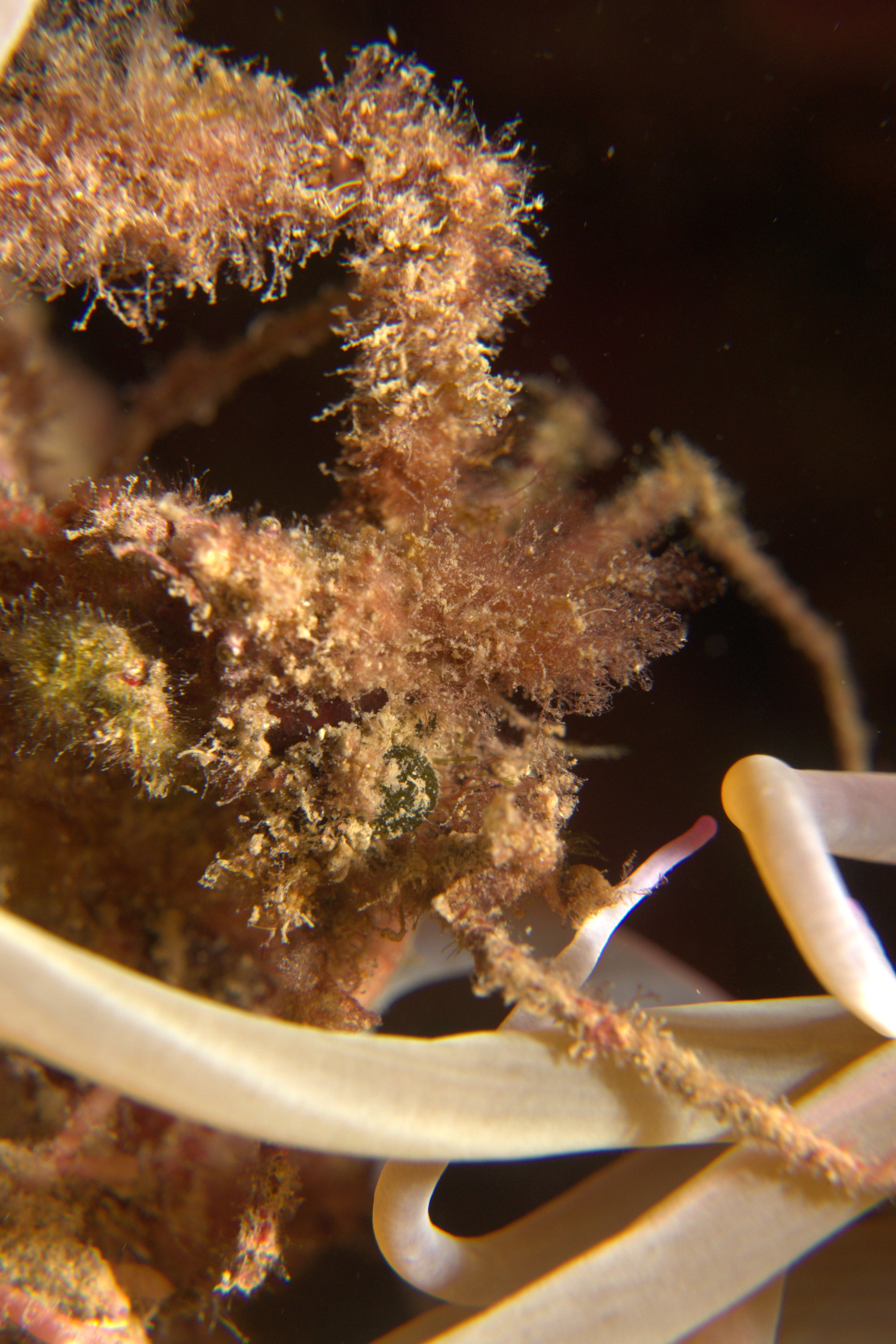 Anemone, Cangrejo Araña