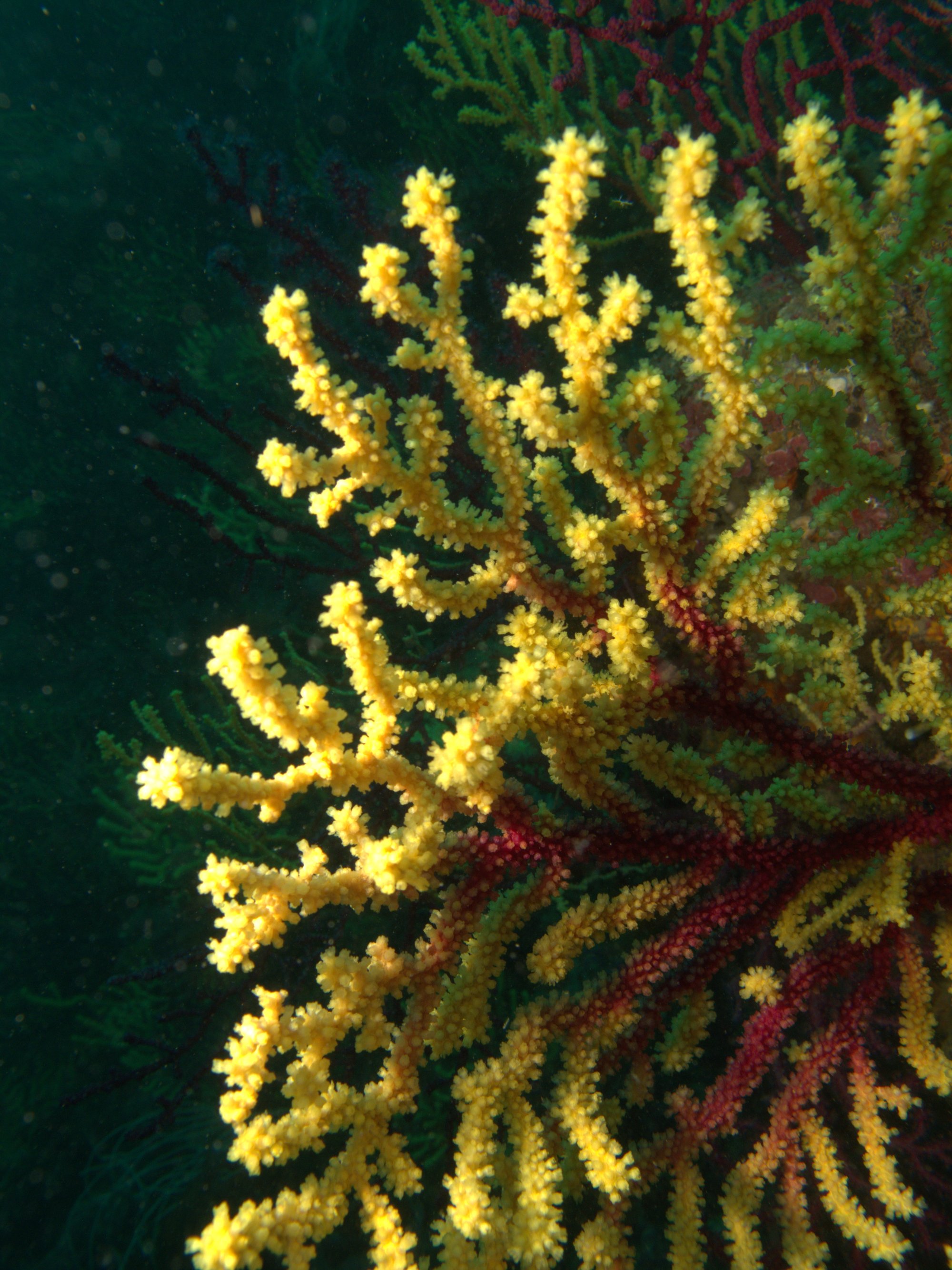 Gorgonia, Paramuricea Clavata