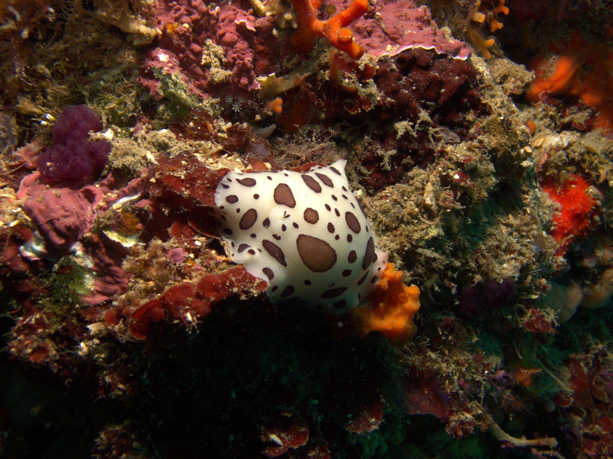 Discodoris Atromaculata, Spotted Doris, Vaquita Suiza