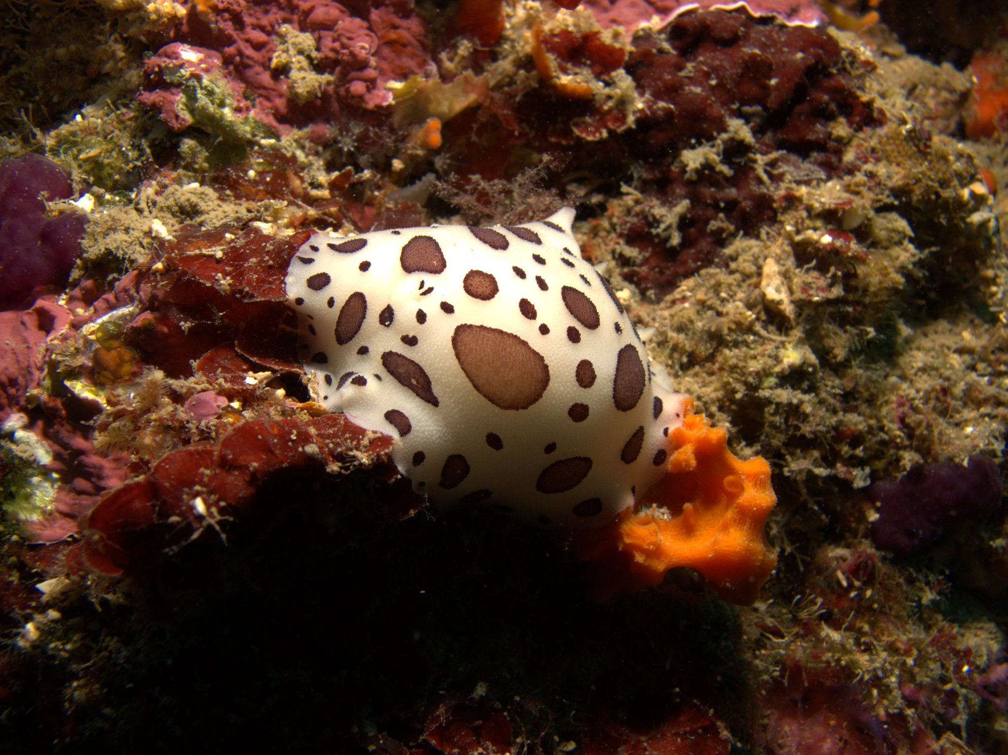 Discodoris Atromaculata, Spotted Doris, Vaquita Suiza