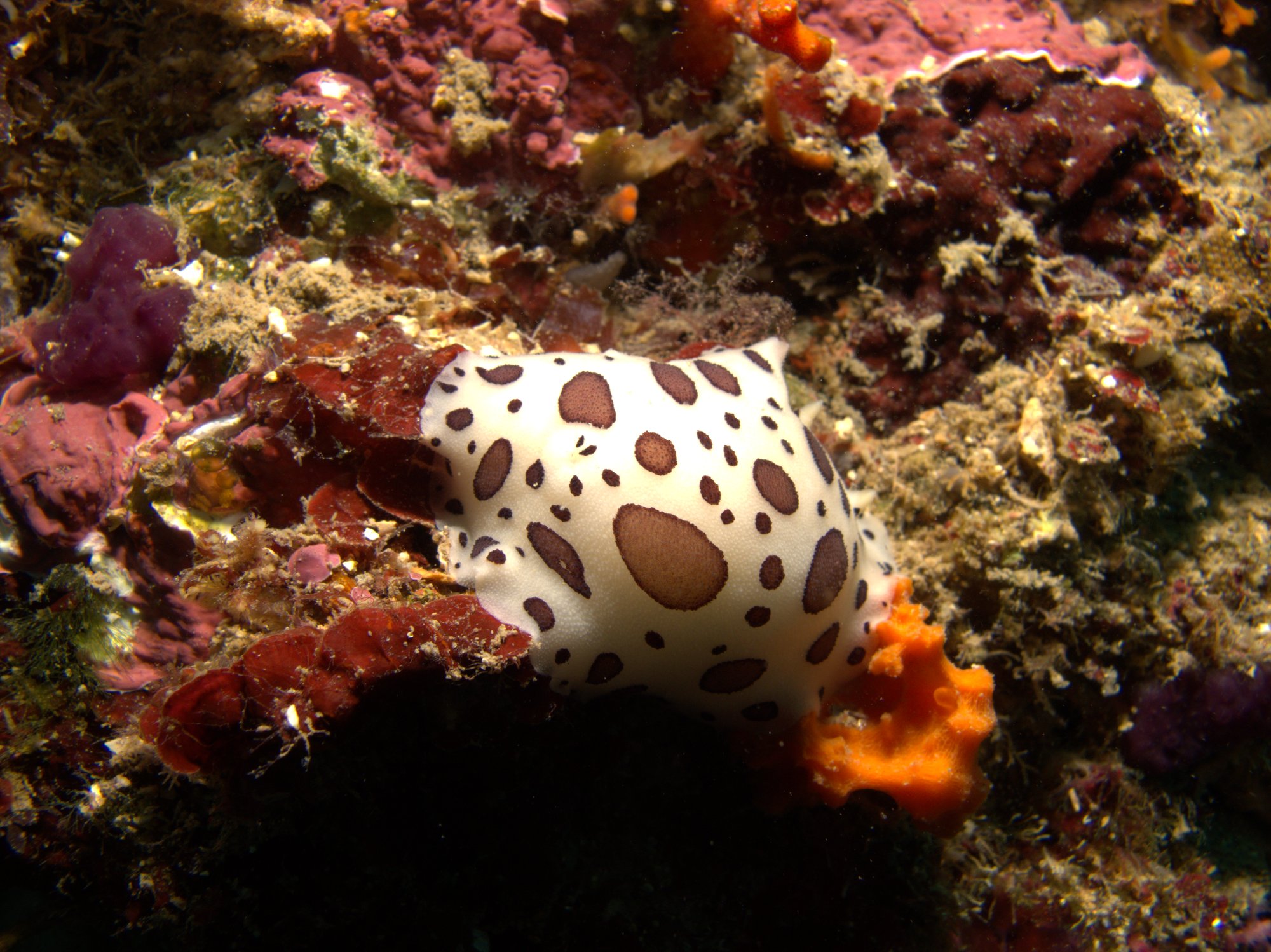 Discodoris Atromaculata, Spotted Doris, Vaquita Suiza