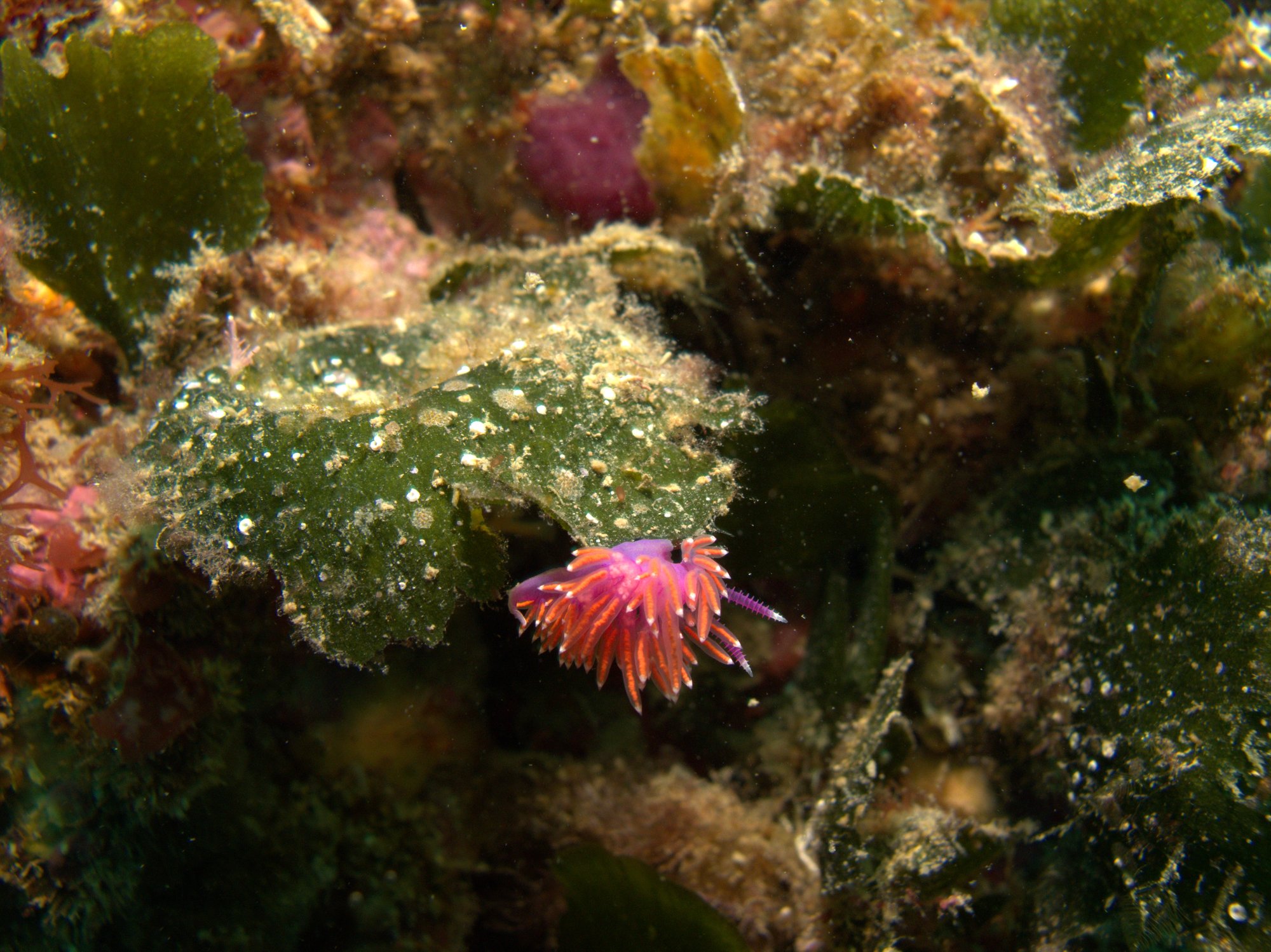 Flabellina Pedata, Nudibranch